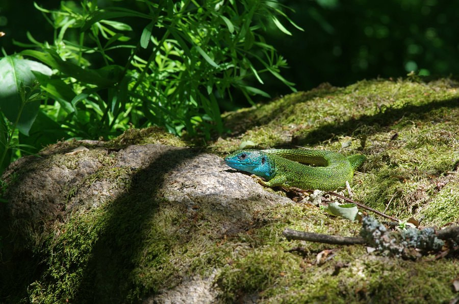 Pentax K-5 II sample photo. Ještěrka zelená (lacerta viridis) photography