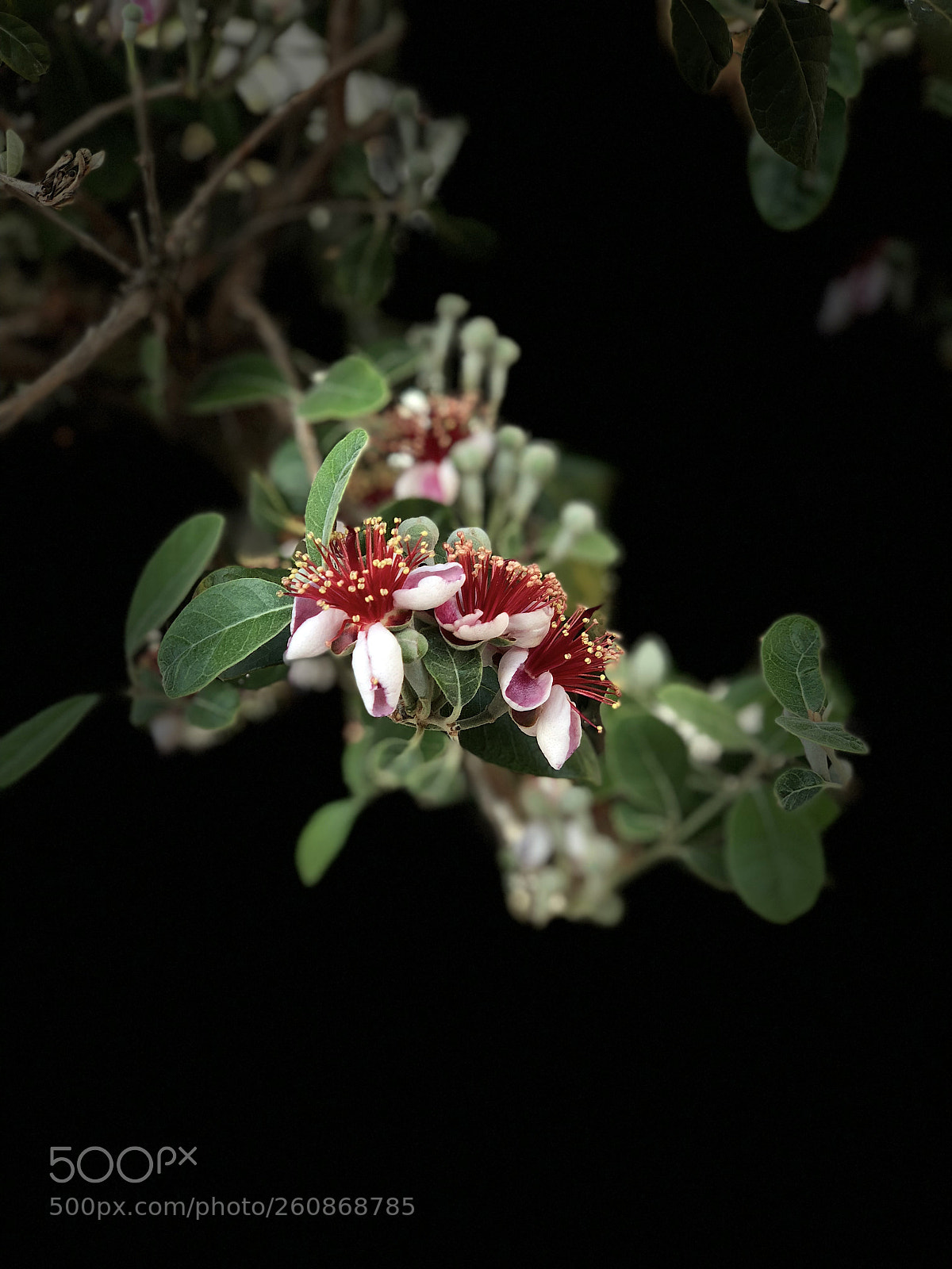 Apple iPhone X sample photo. Fiore photography