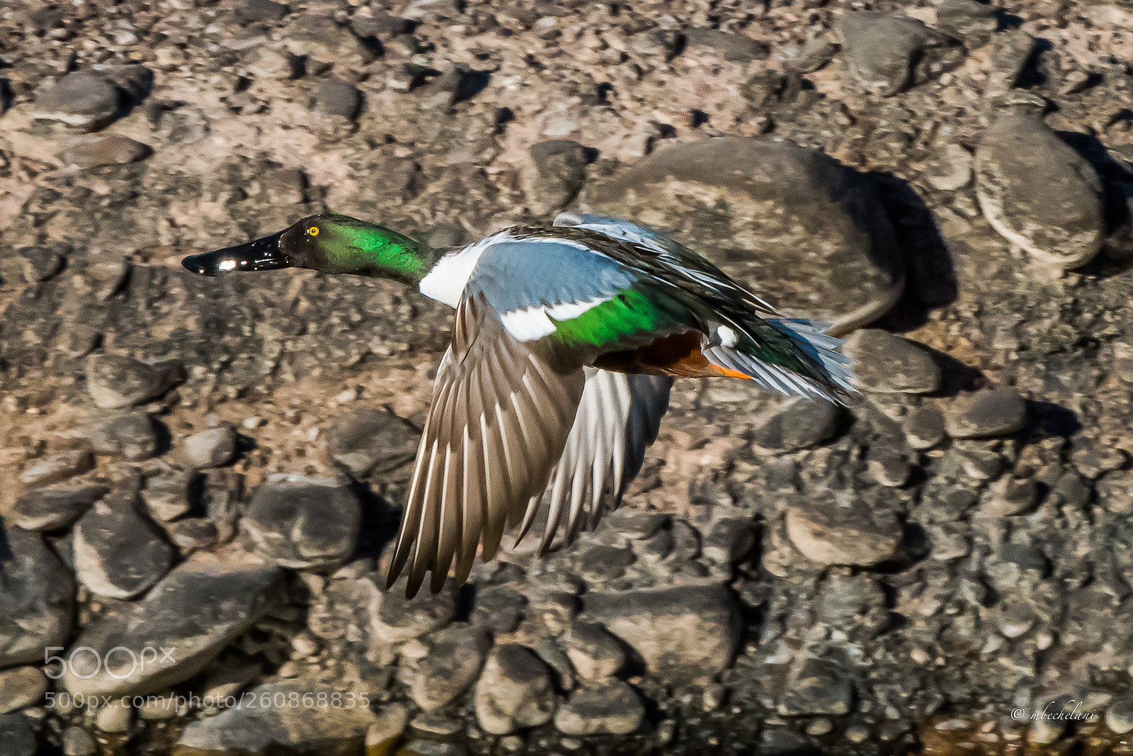 Nikon D810 sample photo. Mbs photography