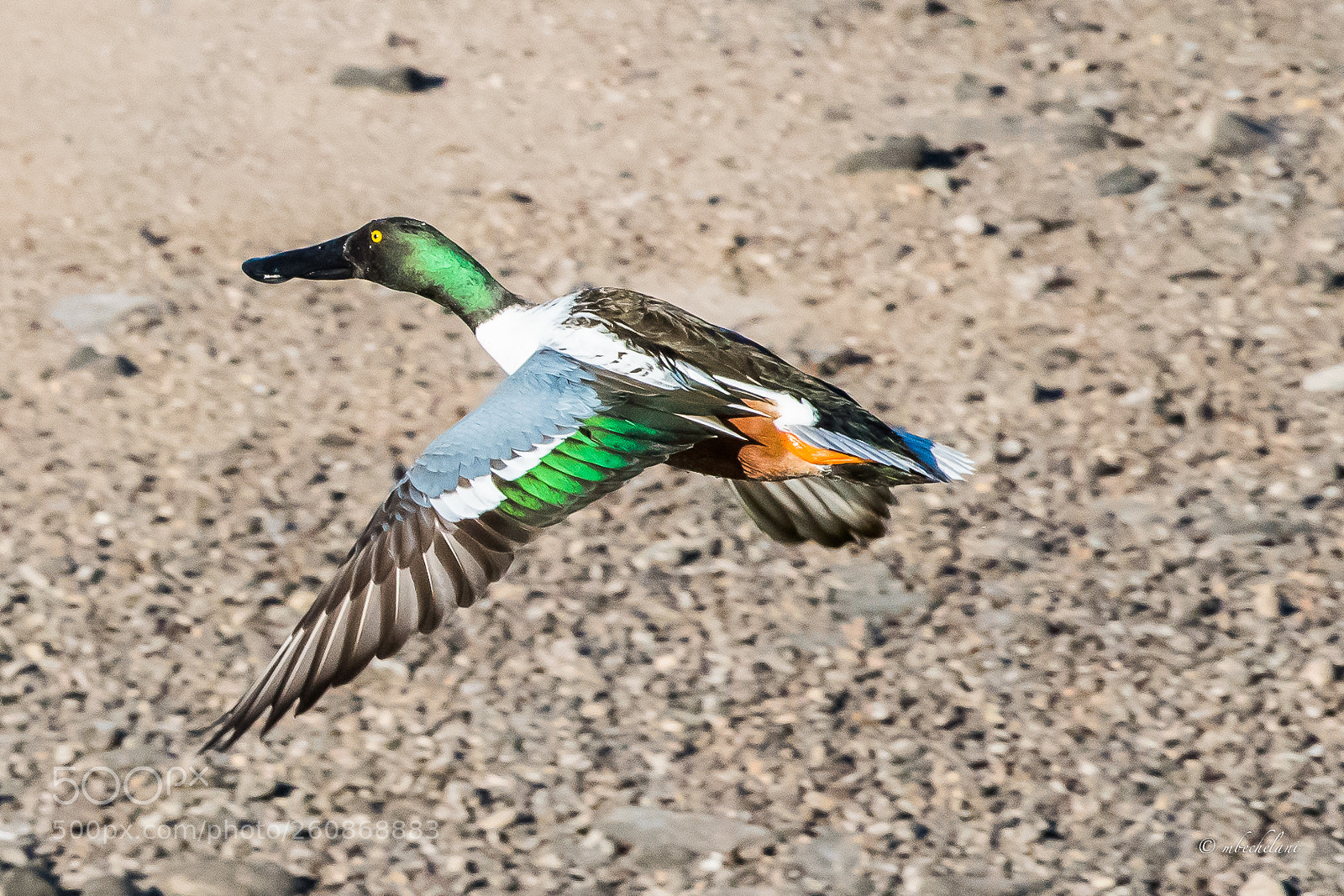 Nikon D810 sample photo. Mbs photography