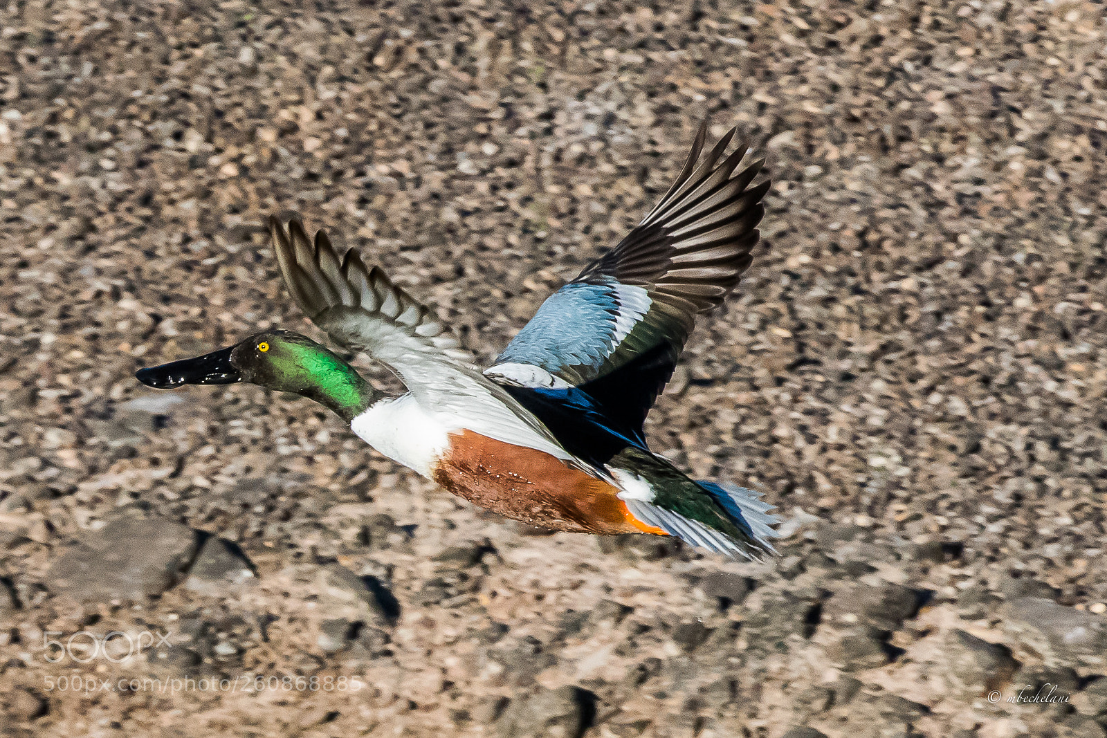 Nikon D810 sample photo. Mbs photography