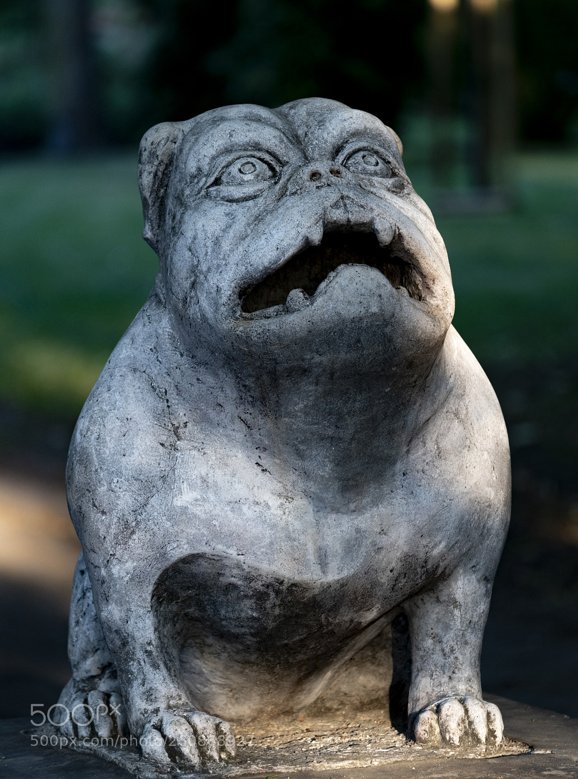 Nikon D850 sample photo. Dogy photography