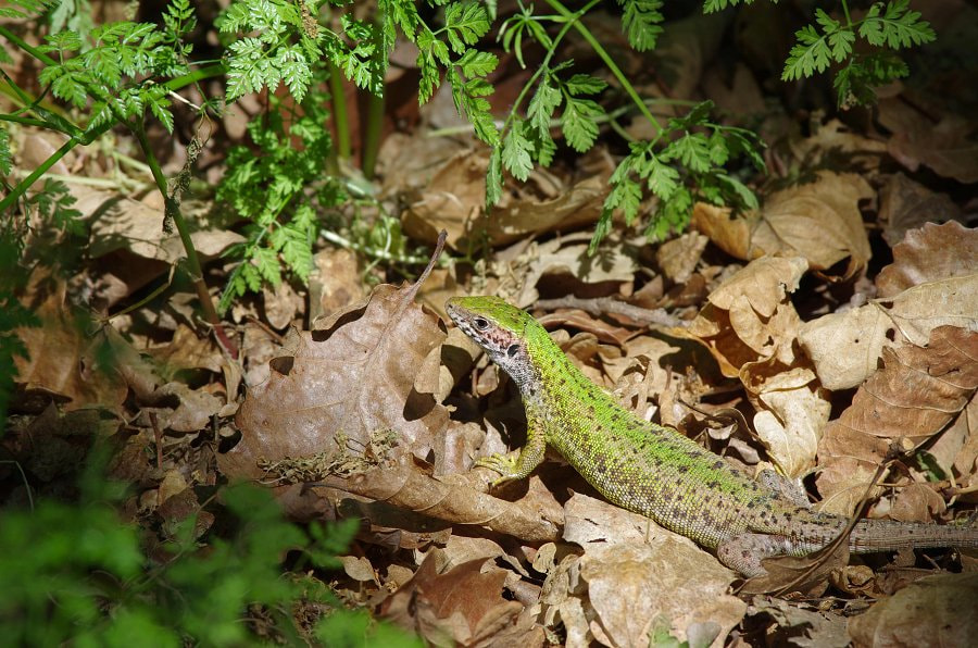 Pentax K-5 II sample photo. Ještěrka zelená (lacerta viridis) photography