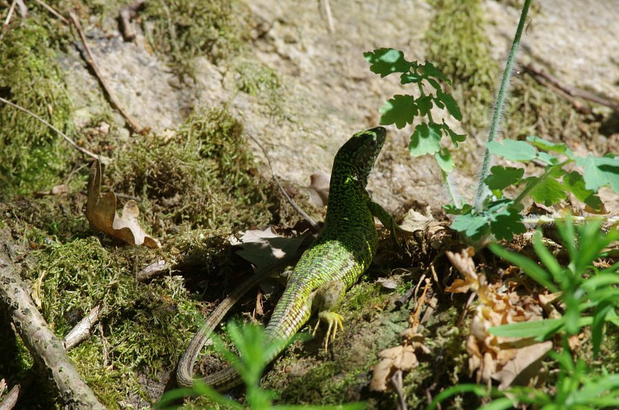 Pentax K-5 II sample photo. Ještěrka zelená (lacerta viridis) photography