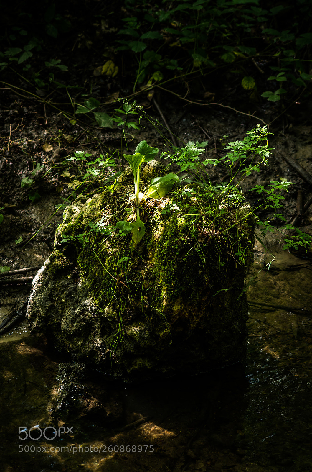 Pentax K-30 sample photo. A rock,light and plants photography