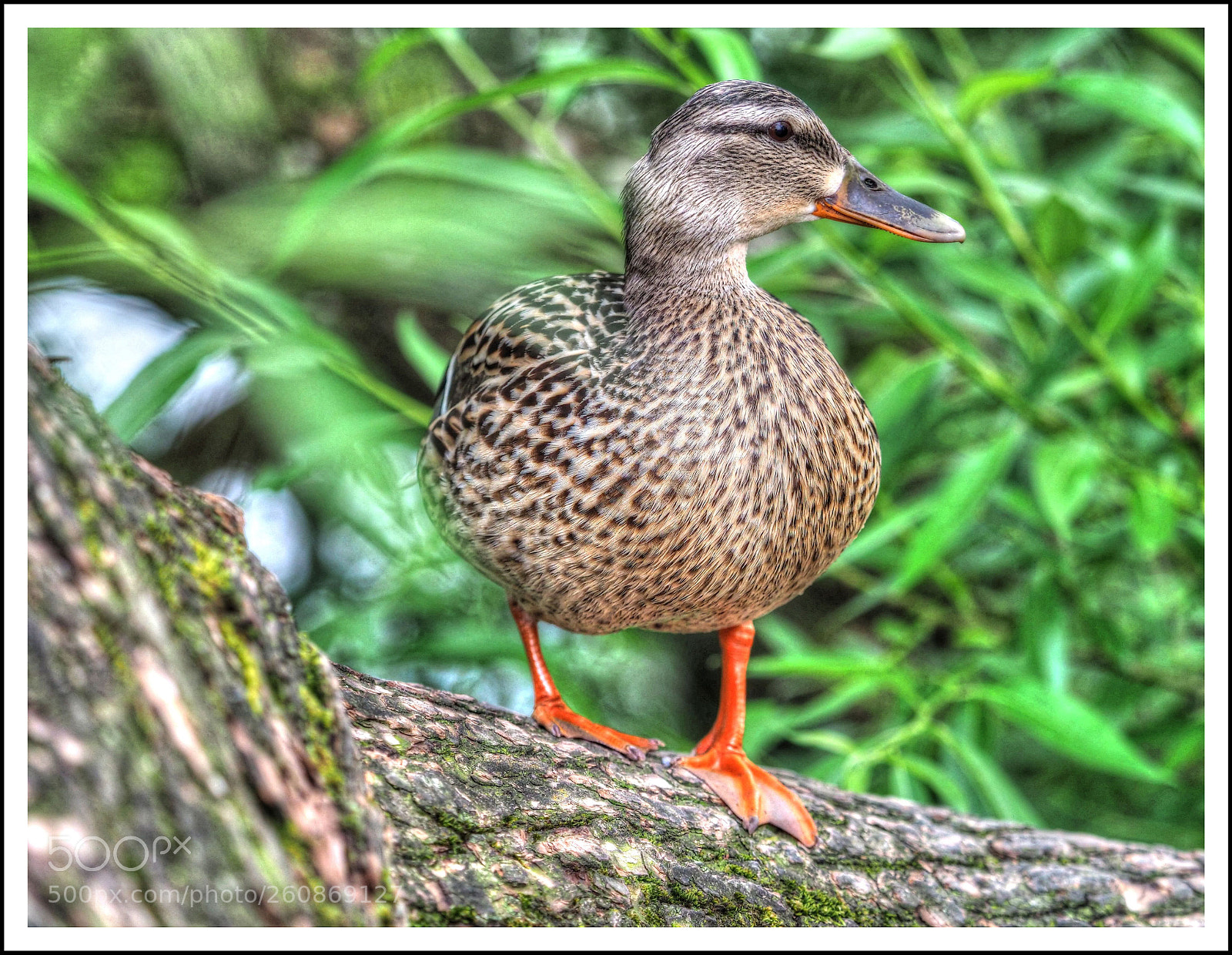 Olympus OM-D E-M1 Mark II sample photo. D u c k photography