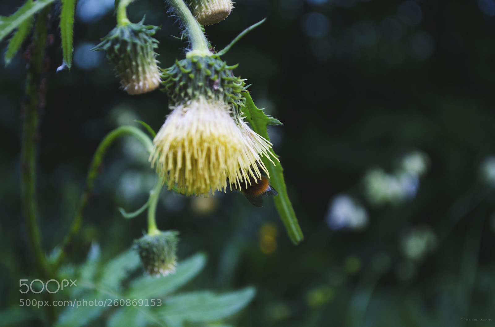 Nikon D5100 sample photo. Hidden bumblebee photography