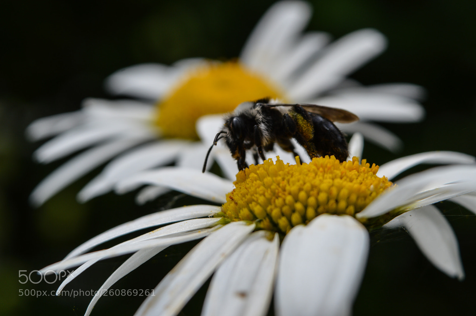 Nikon D3200 sample photo. Ashy mining bee andrena photography