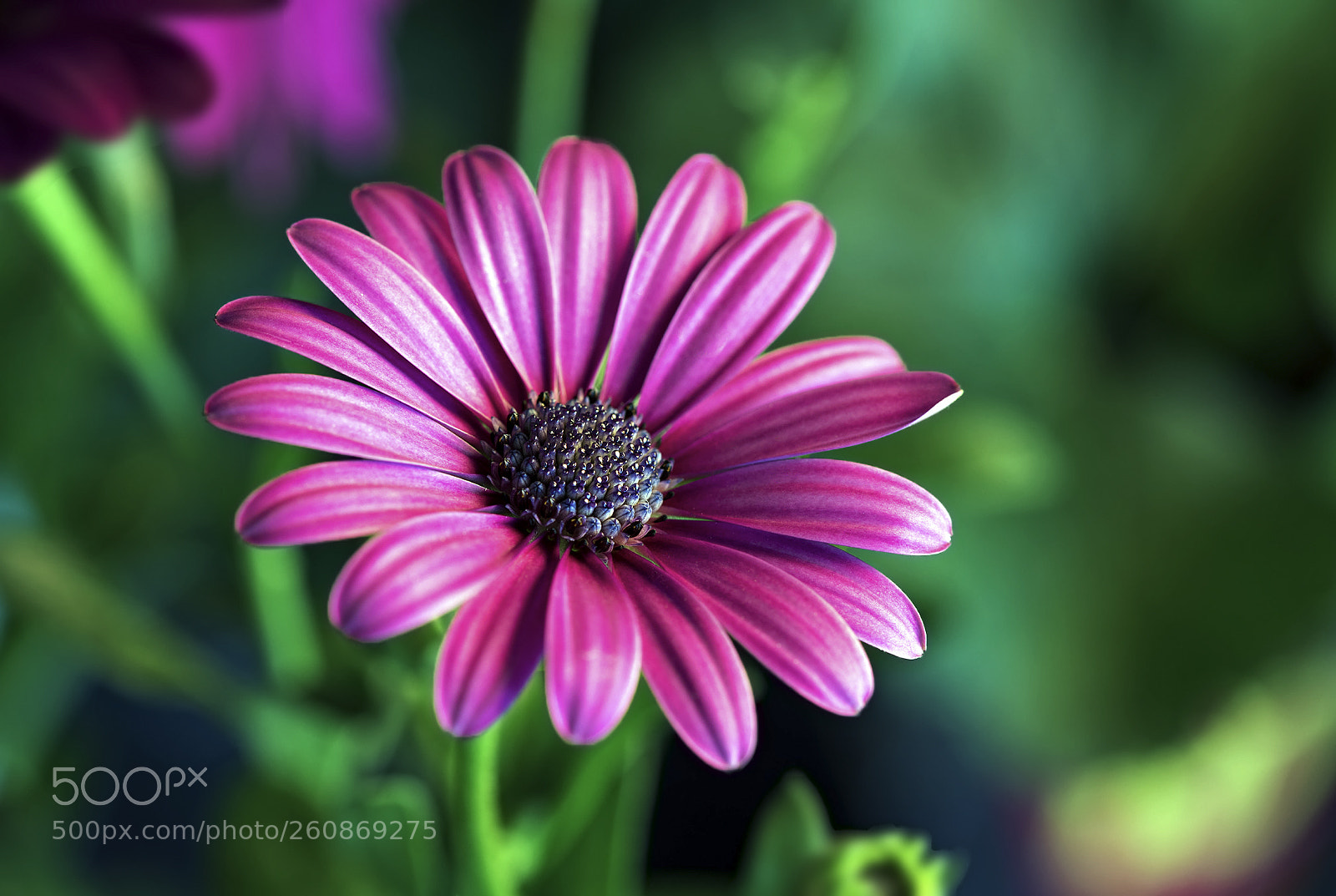 Canon EOS 6D Mark II sample photo. Osteospermum photography