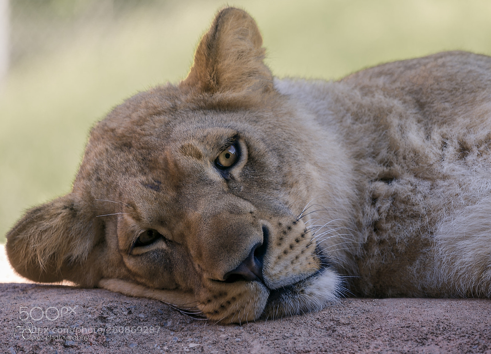 Nikon D4 sample photo. Lazy lioness photography