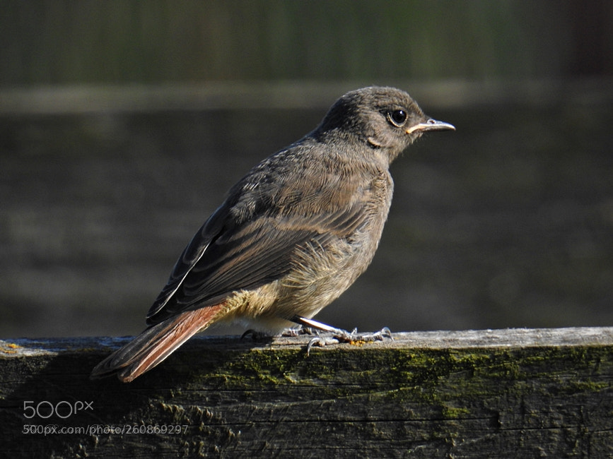 Nikon Coolpix P900 sample photo. Bird... photography