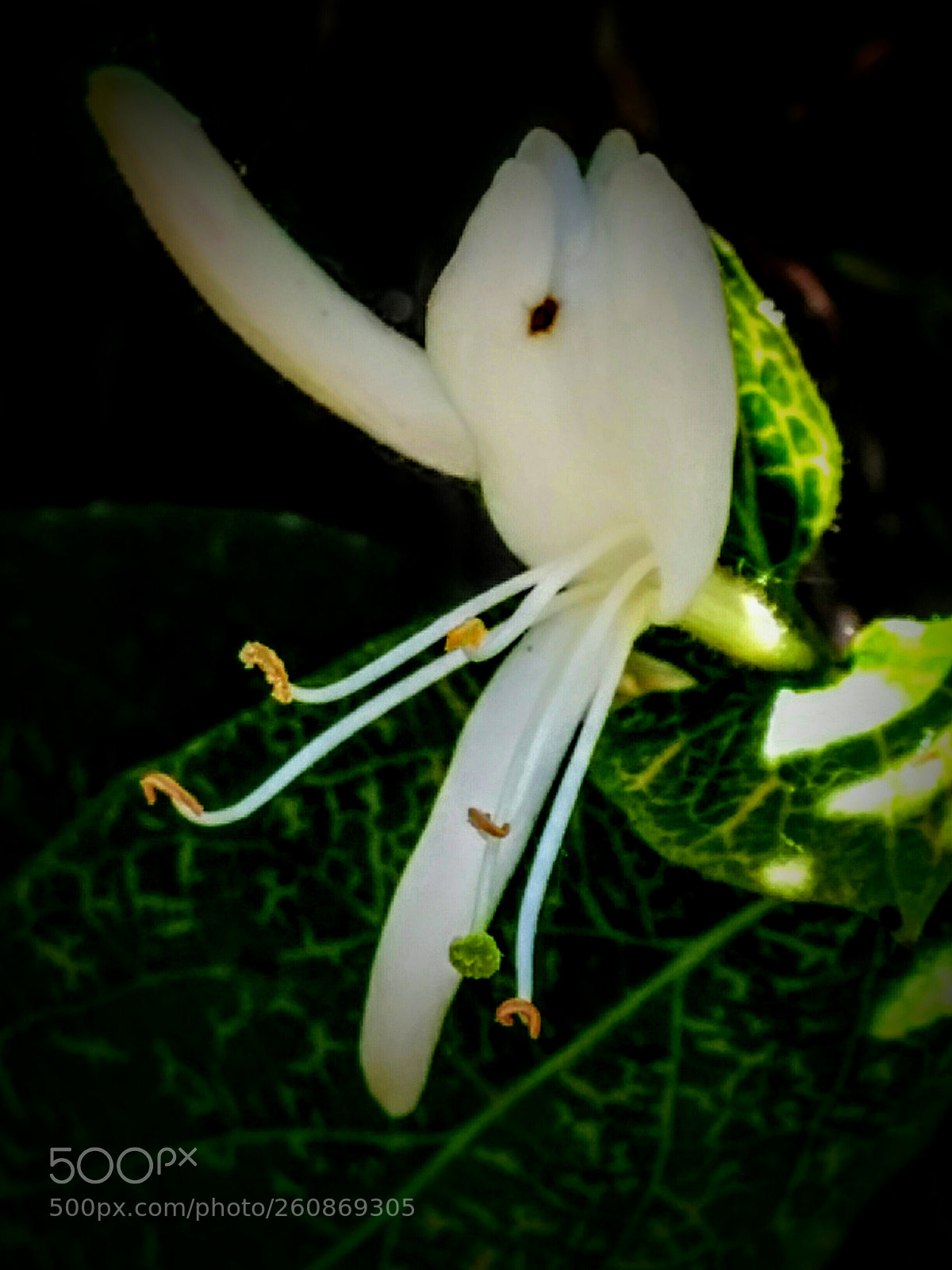 LG Nexus 5 sample photo. Lonicera japonica photography
