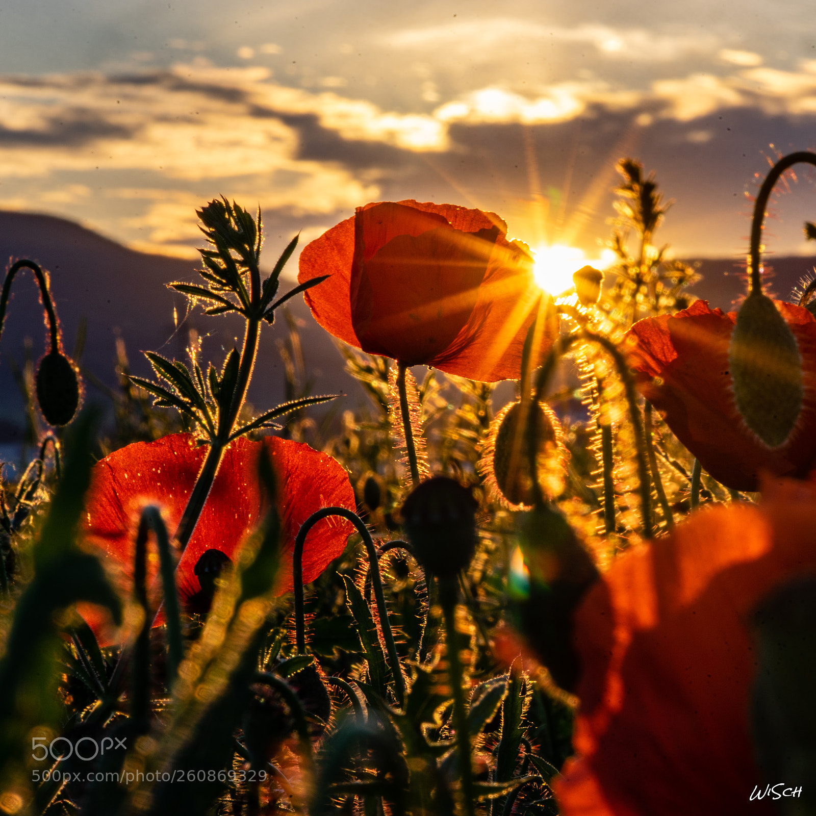 Sony a7 II sample photo. Mohnlicht photography