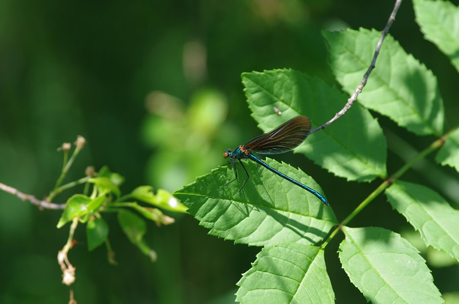 Pentax K-5 II sample photo. Motýlice obecná (calopteryx virgo) photography