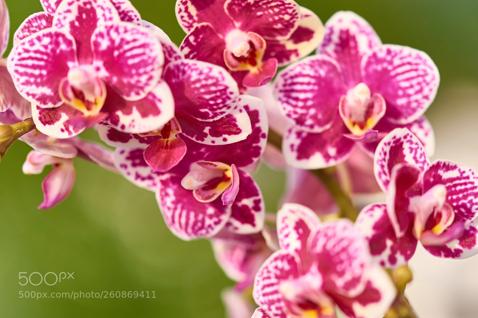 Nikon D3300 sample photo. Orchid photography
