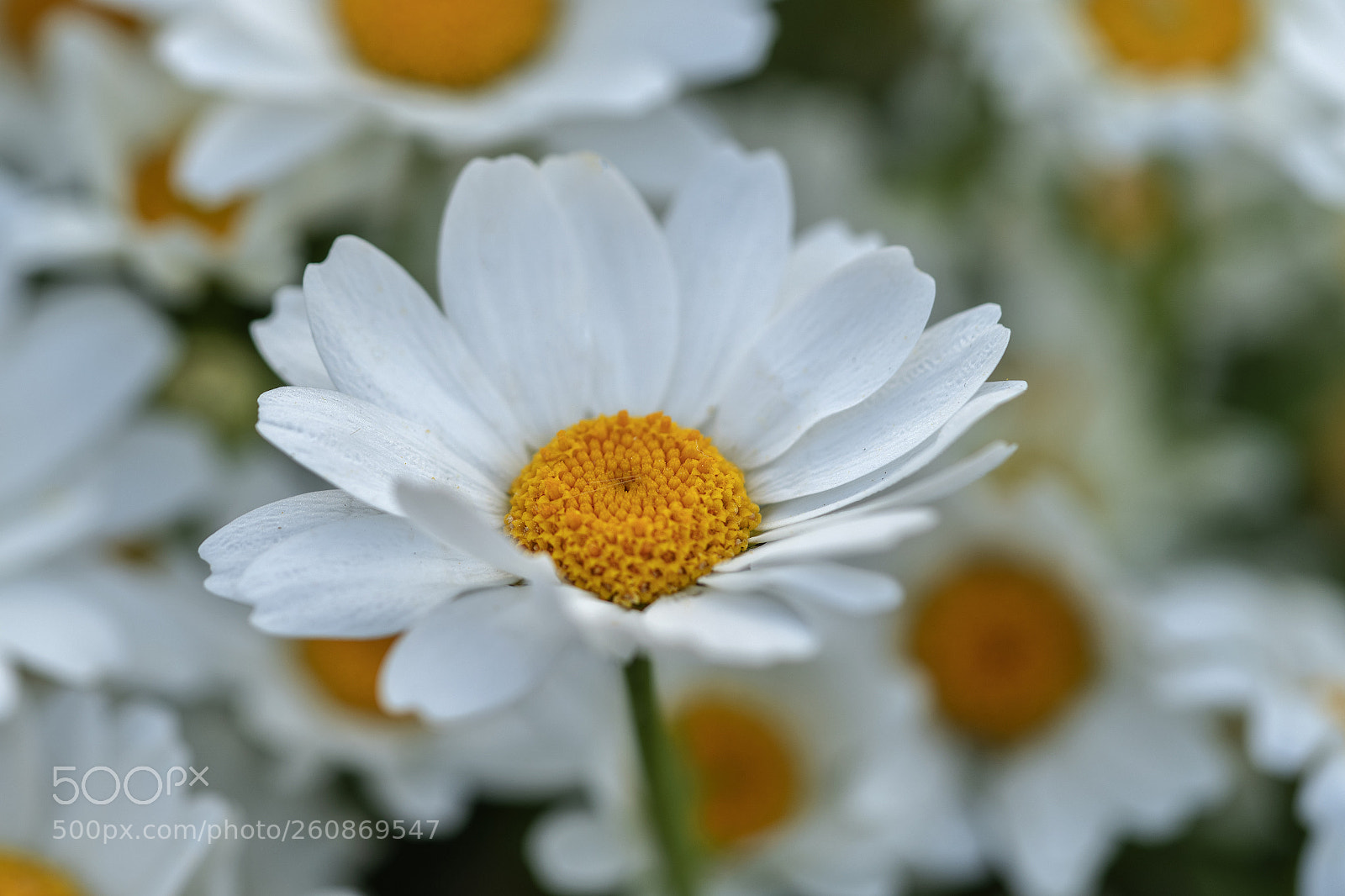 Sony a7R III sample photo. Dsc photography