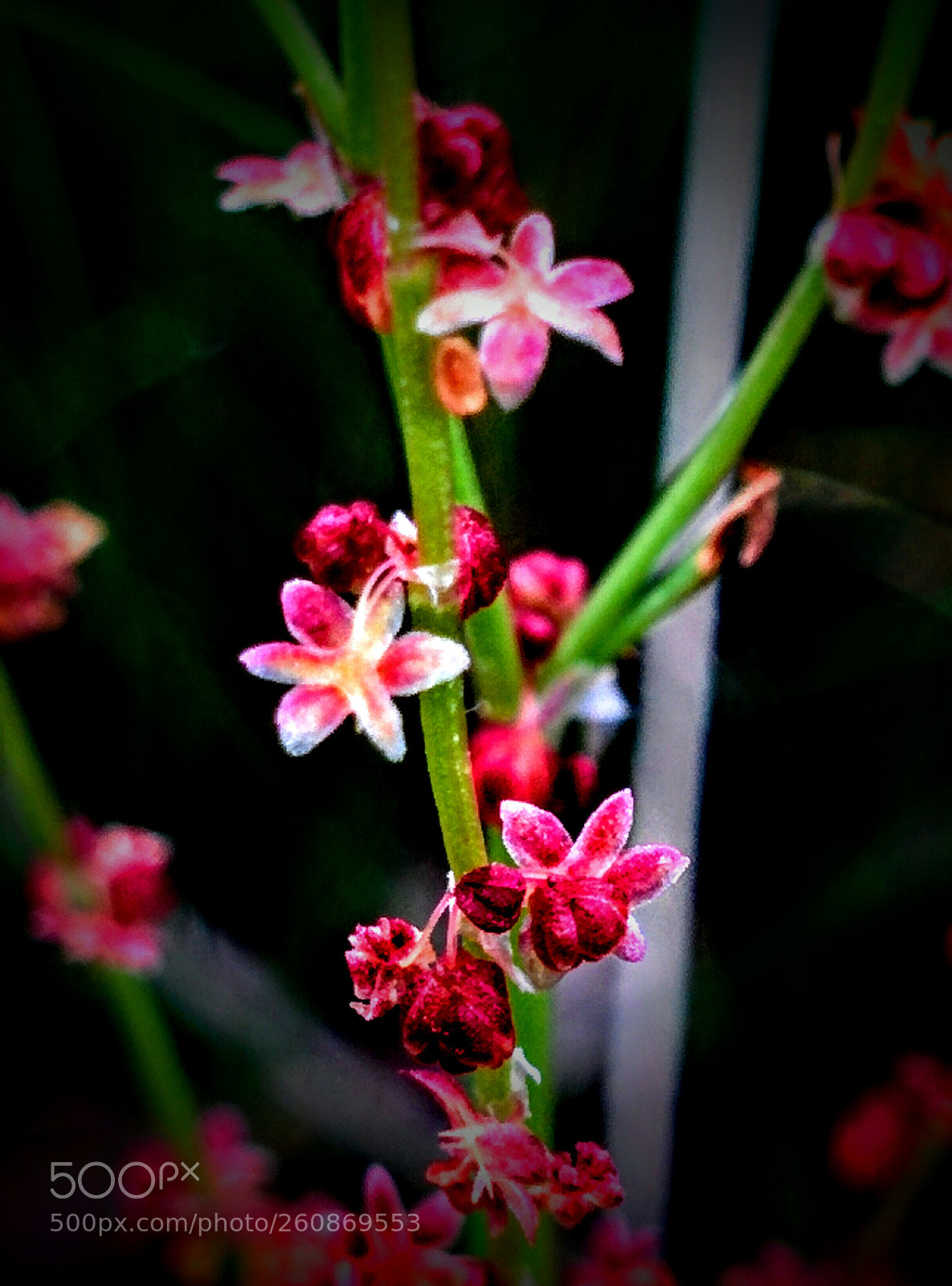 LG Nexus 5 sample photo. Rumex acetosella photography