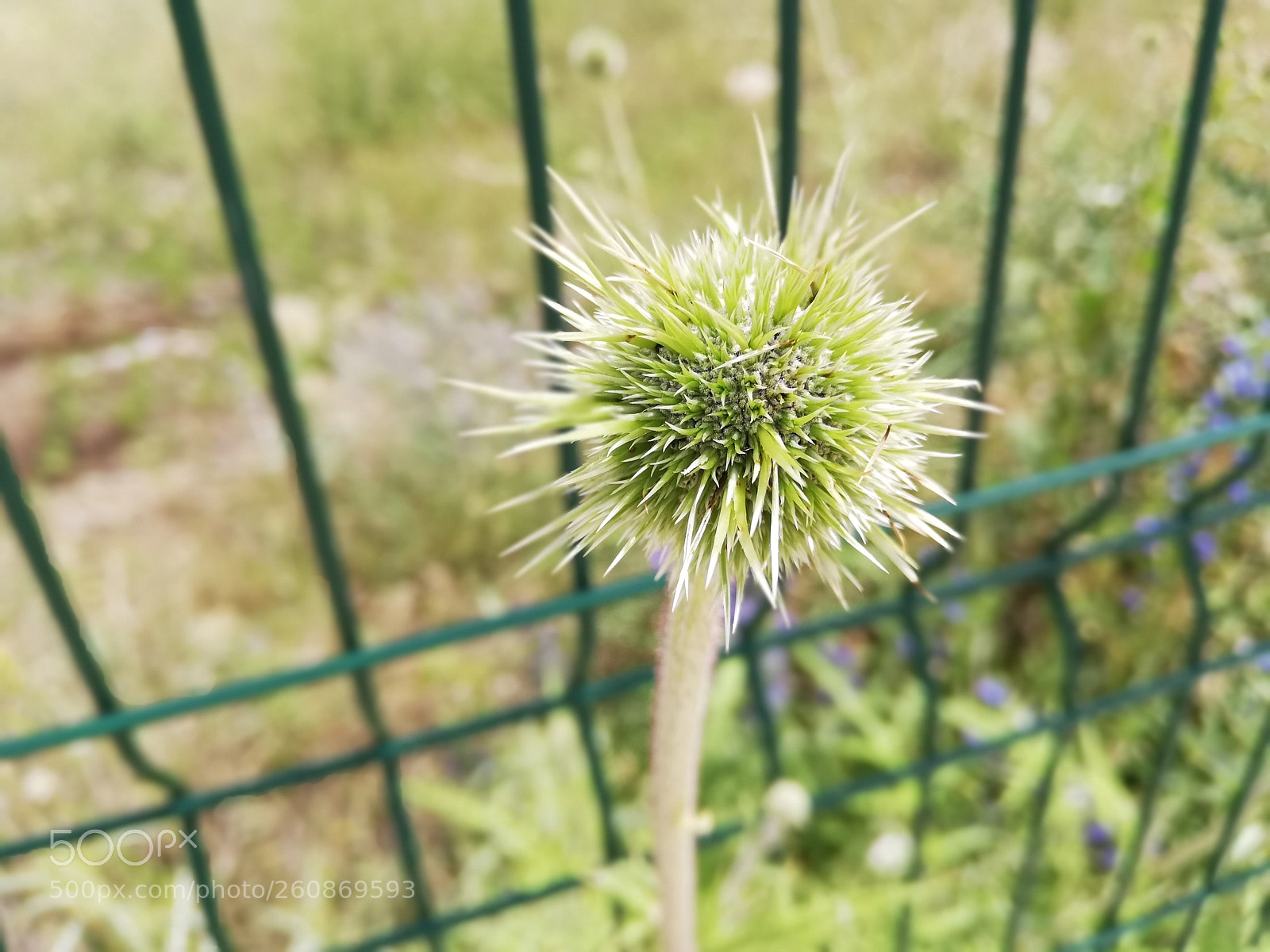 HUAWEI P20 lite sample photo. Birth no landed photography
