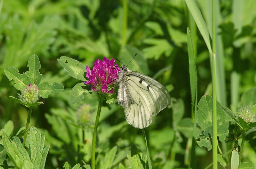 Pentax K-5 II sample photo. Jasoň dymnivkový (parnassius mnemosyne) photography