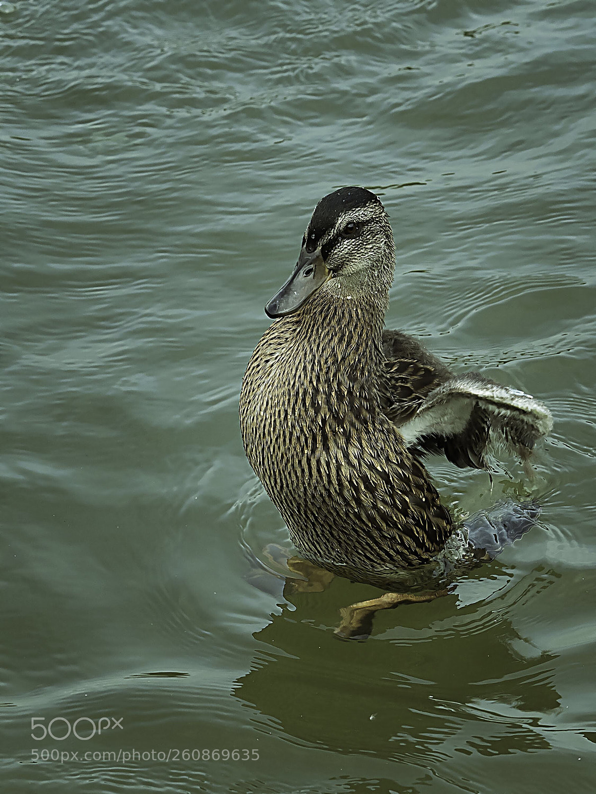 Olympus OM-D E-M5 II sample photo. Duckling treading water photography