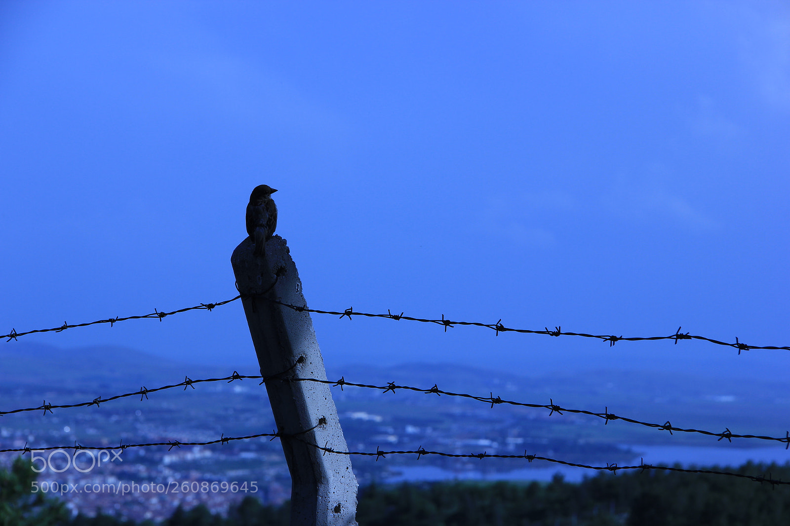 Canon EF-S 18-135mm F3.5-5.6 IS sample photo. Ego photography