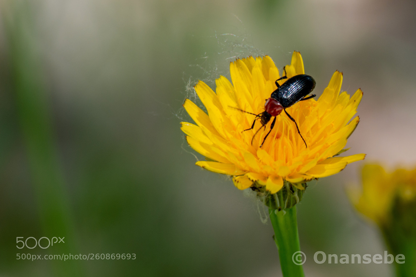 Nikon D5200 sample photo. Primavera photography
