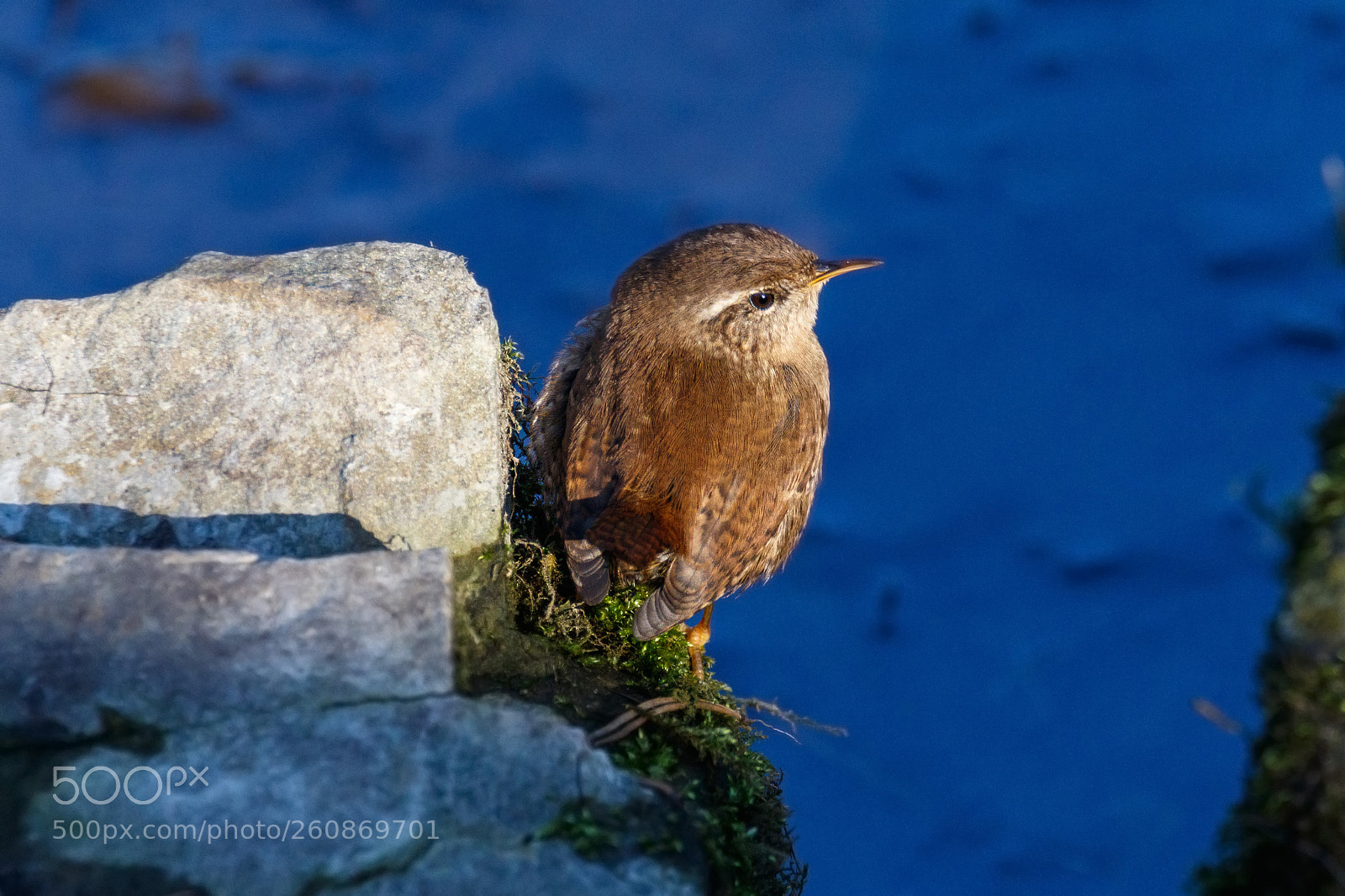 Canon EOS 7D Mark II sample photo. Wren (*) photography