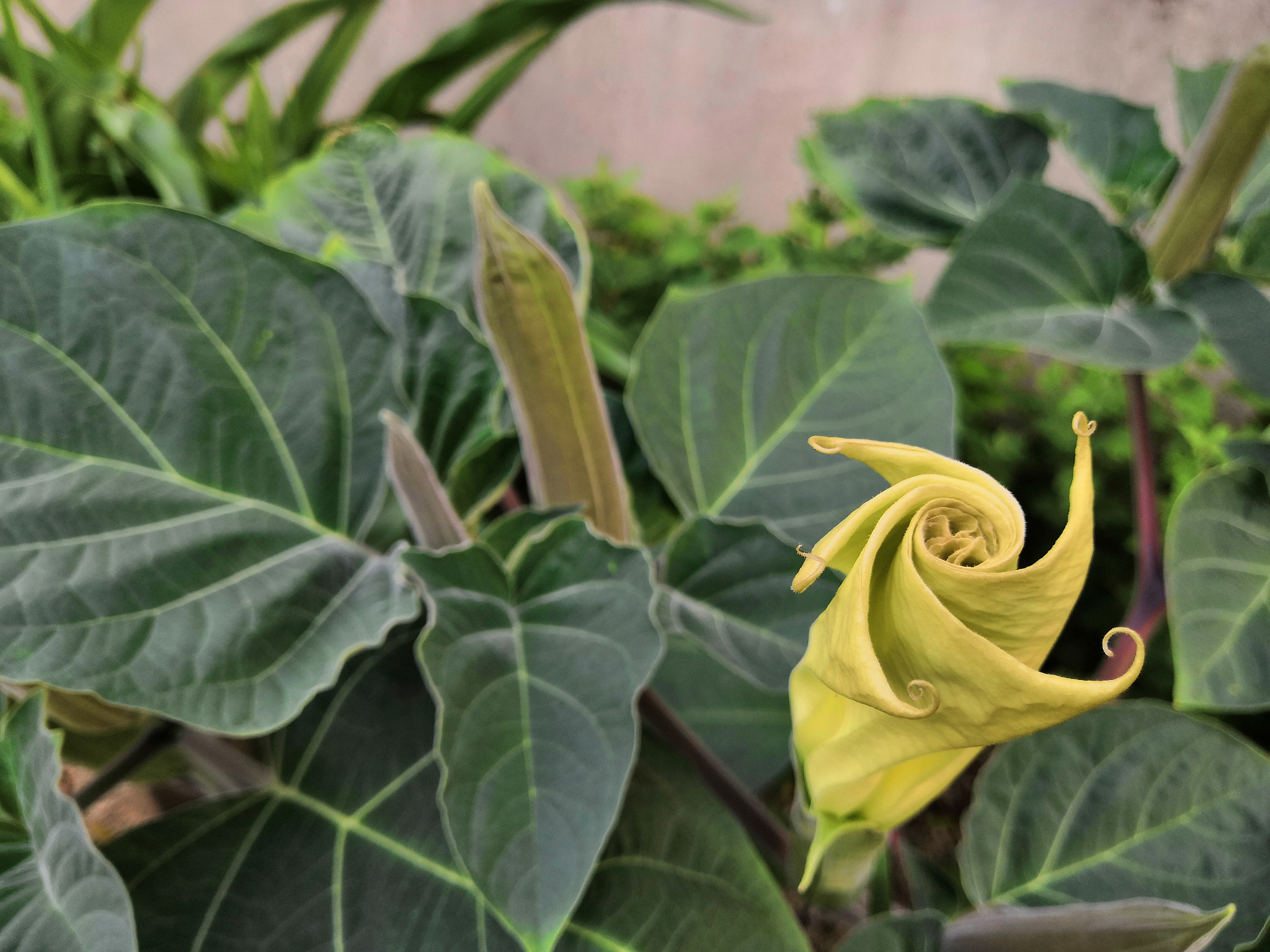 HUAWEI Honor 10 sample photo