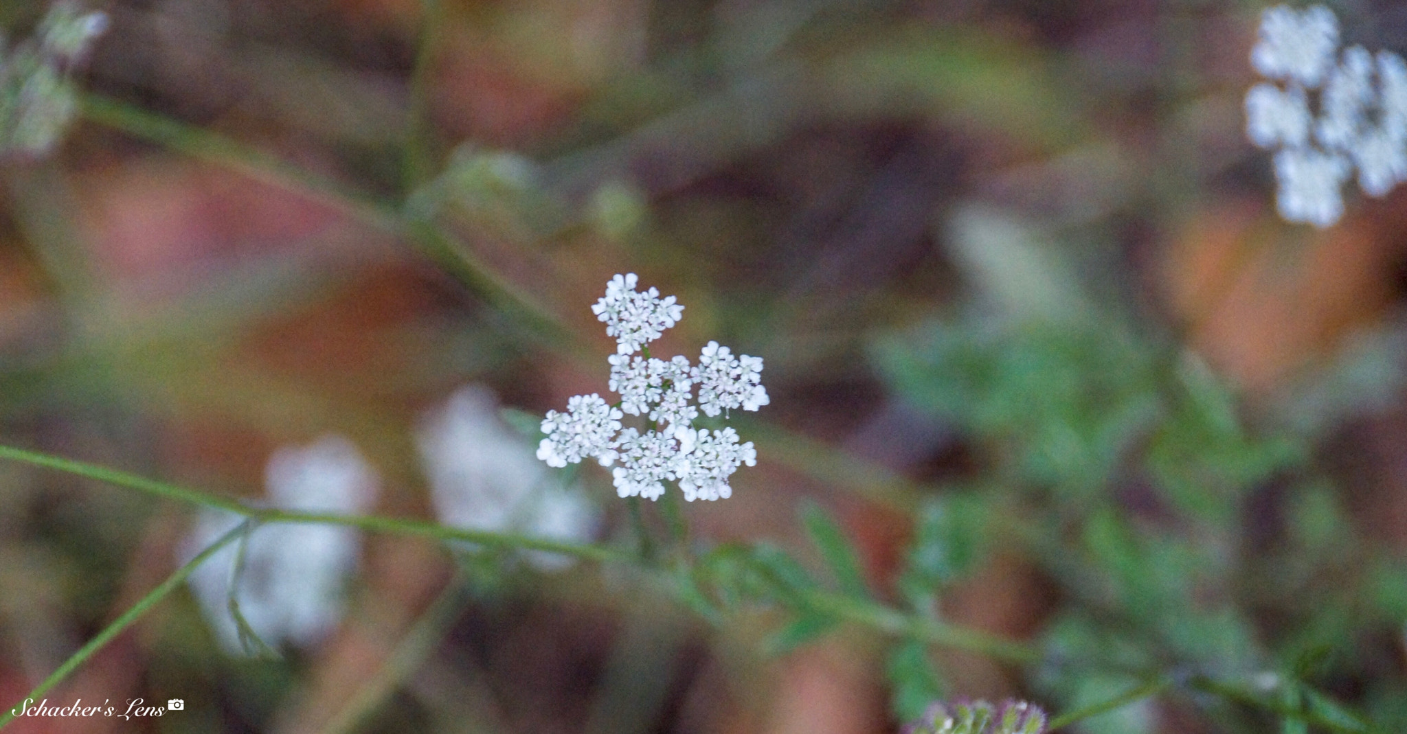 Sony SLT-A65 (SLT-A65V) sample photo. الربيع photography