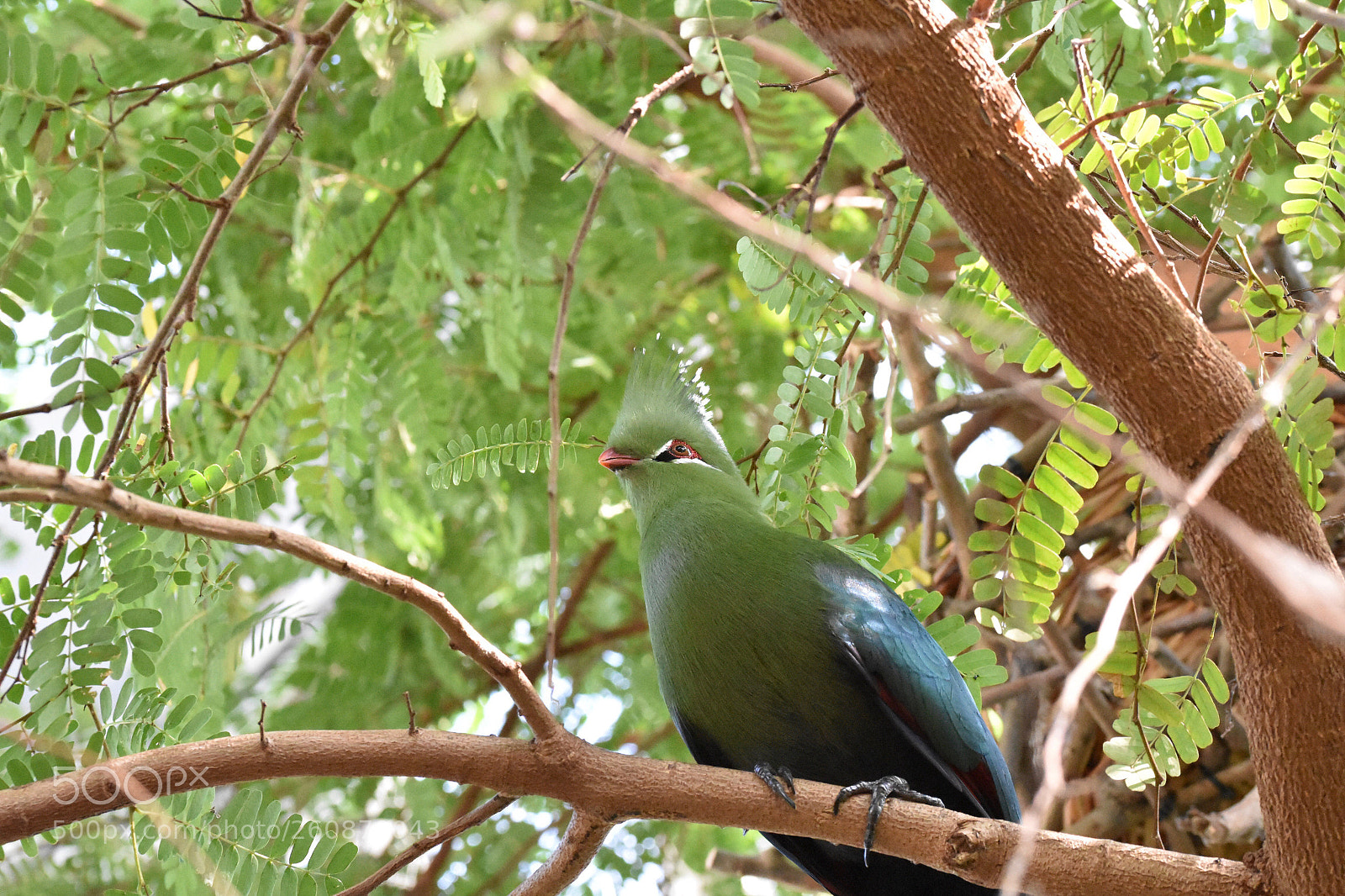 Nikon D7200 sample photo. Turaco photography