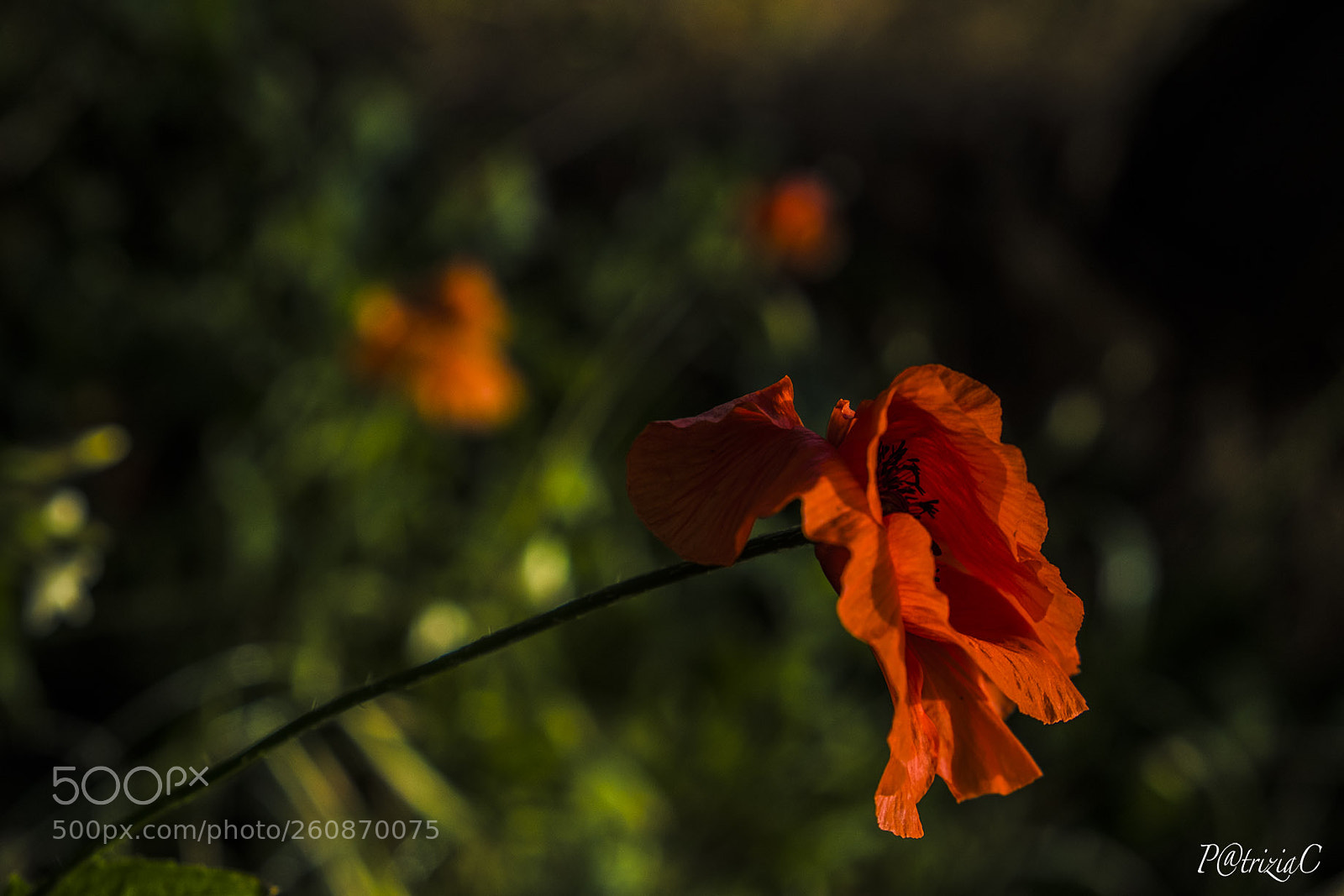 Fujifilm X-T2 sample photo. #poppy# photography