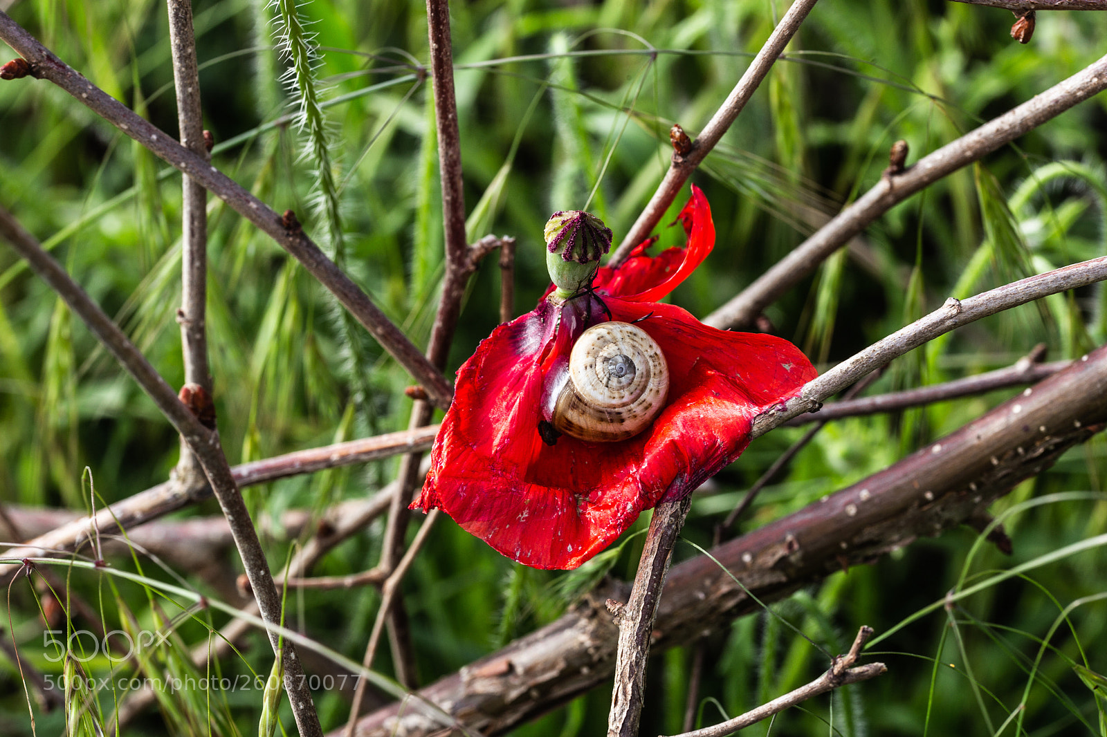Canon EOS 6D sample photo. Red photography