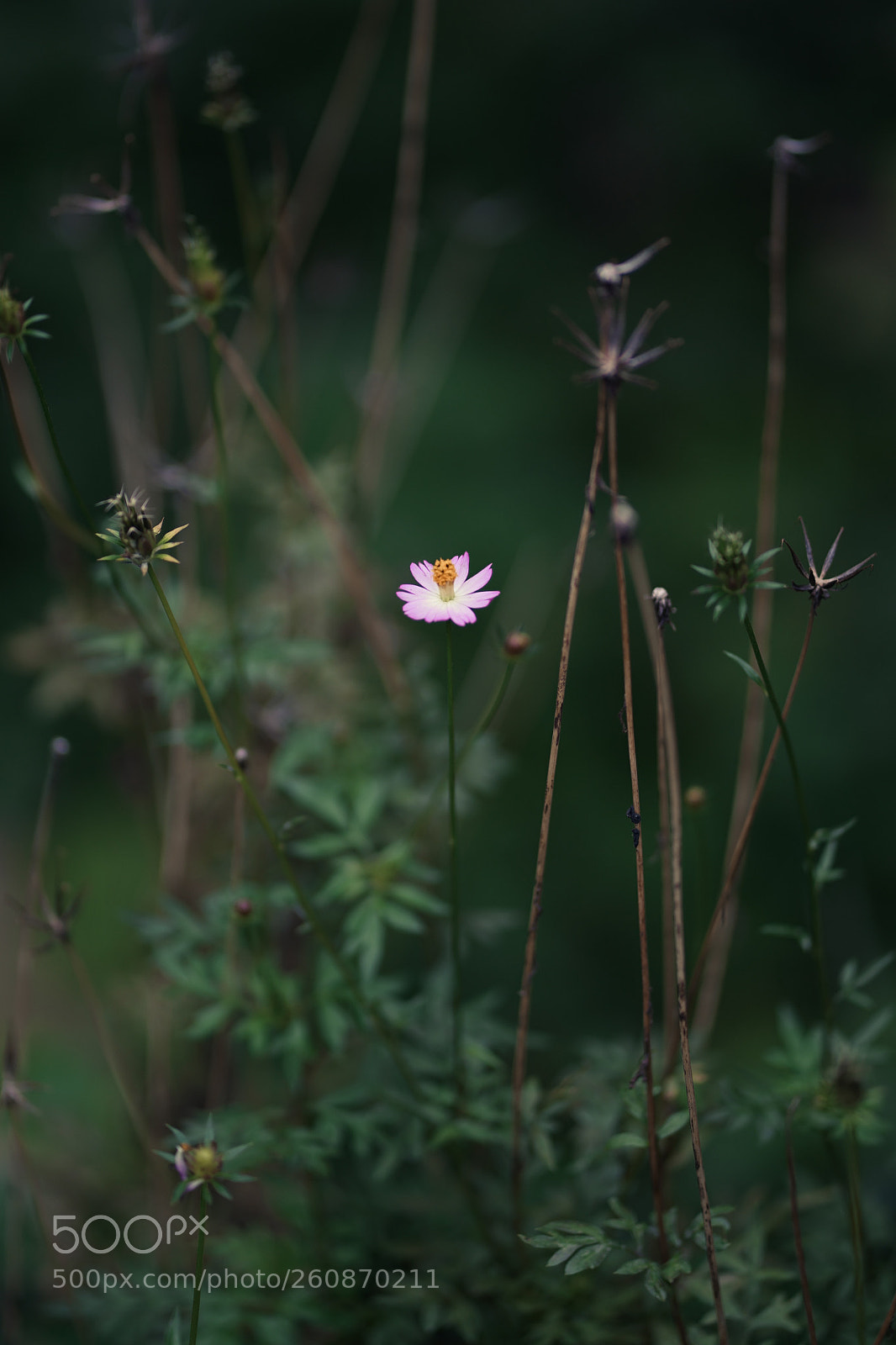 Sony a7 III sample photo. Standing out photography