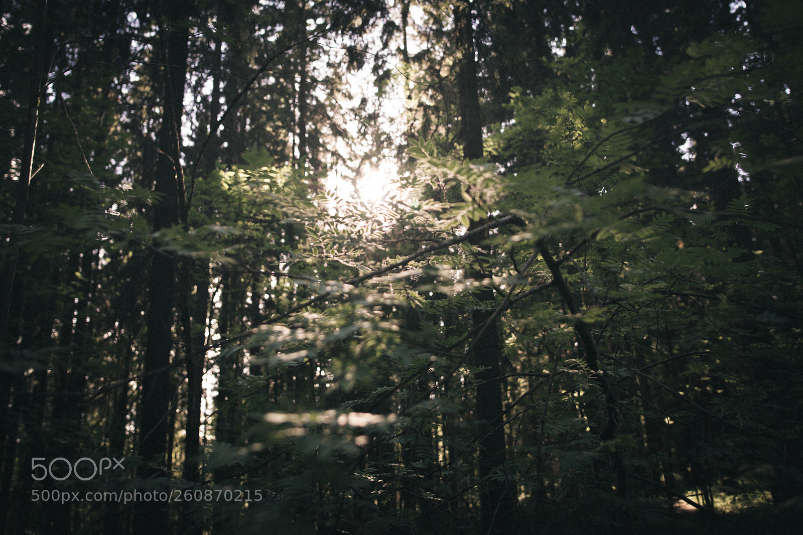 Canon EOS 5D Mark IV sample photo. Finnish jungle photography