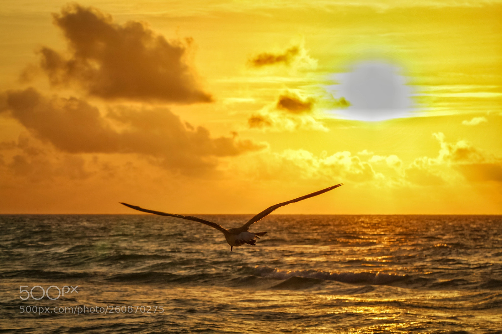 Canon EOS 700D (EOS Rebel T5i / EOS Kiss X7i) sample photo. Gaviota volando al amanecer photography