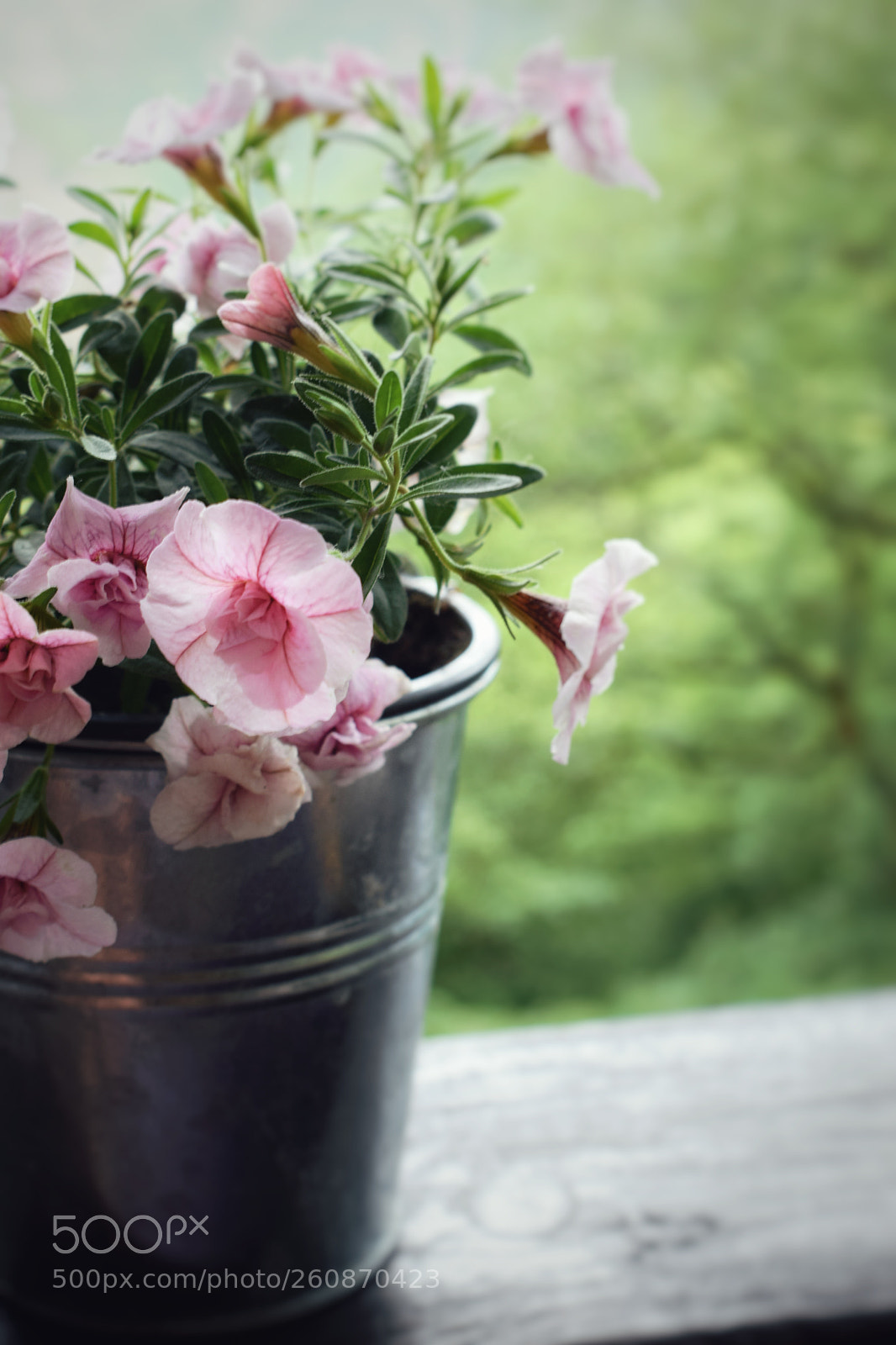 Nikon D3300 sample photo. Spring vibes photography