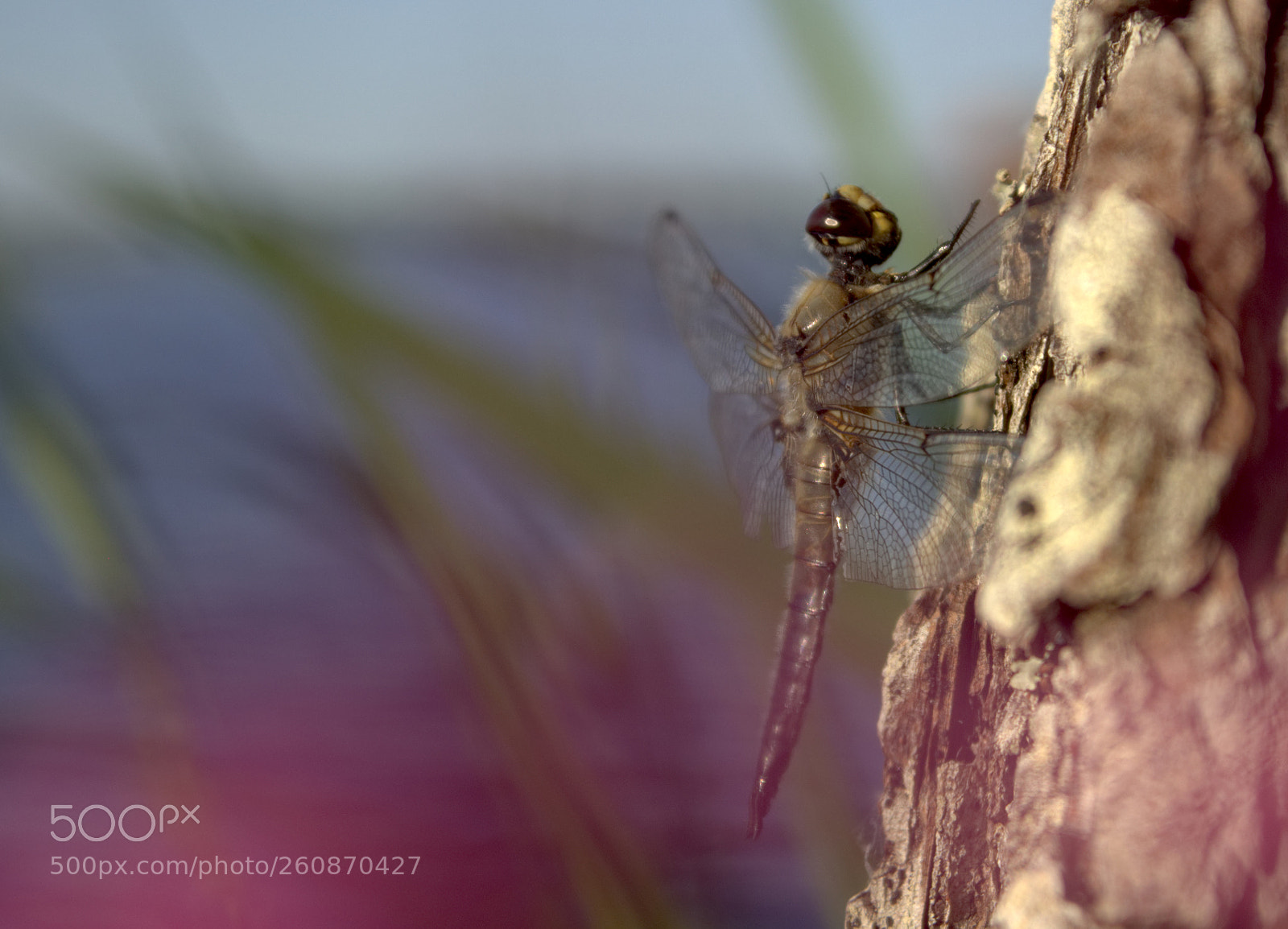 Canon EOS 600D (Rebel EOS T3i / EOS Kiss X5) sample photo. Dragonfly by the lake. photography