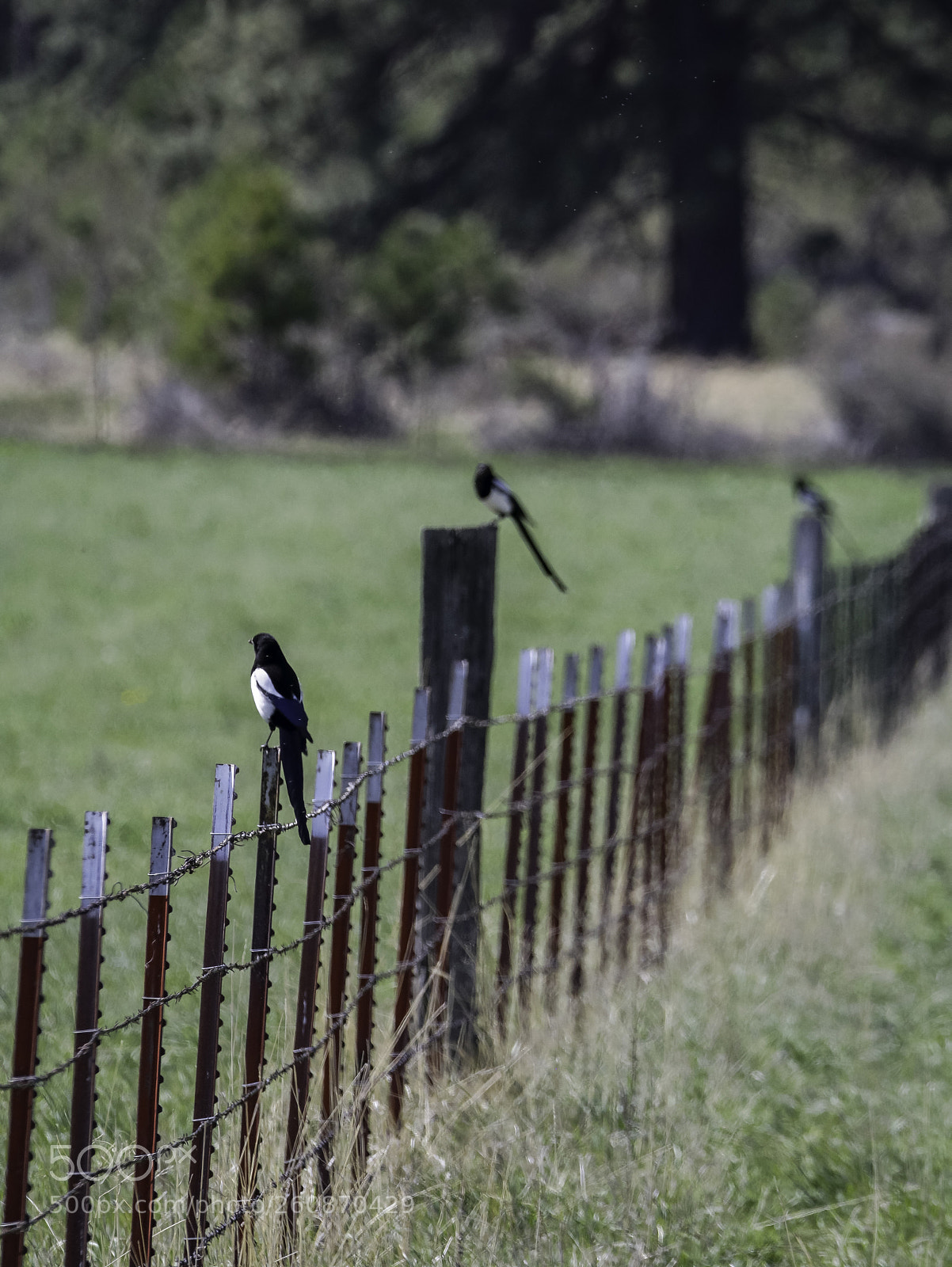 Canon EOS 750D (EOS Rebel T6i / EOS Kiss X8i) sample photo. Magpies on a fence photography