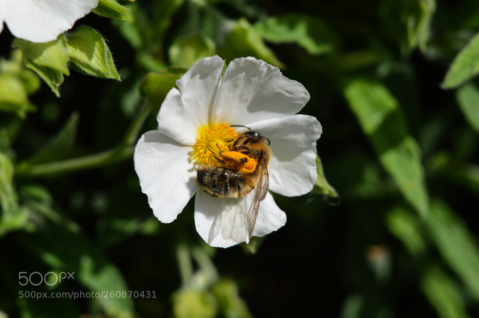 Nikon D3200 sample photo. Mining bee on white photography