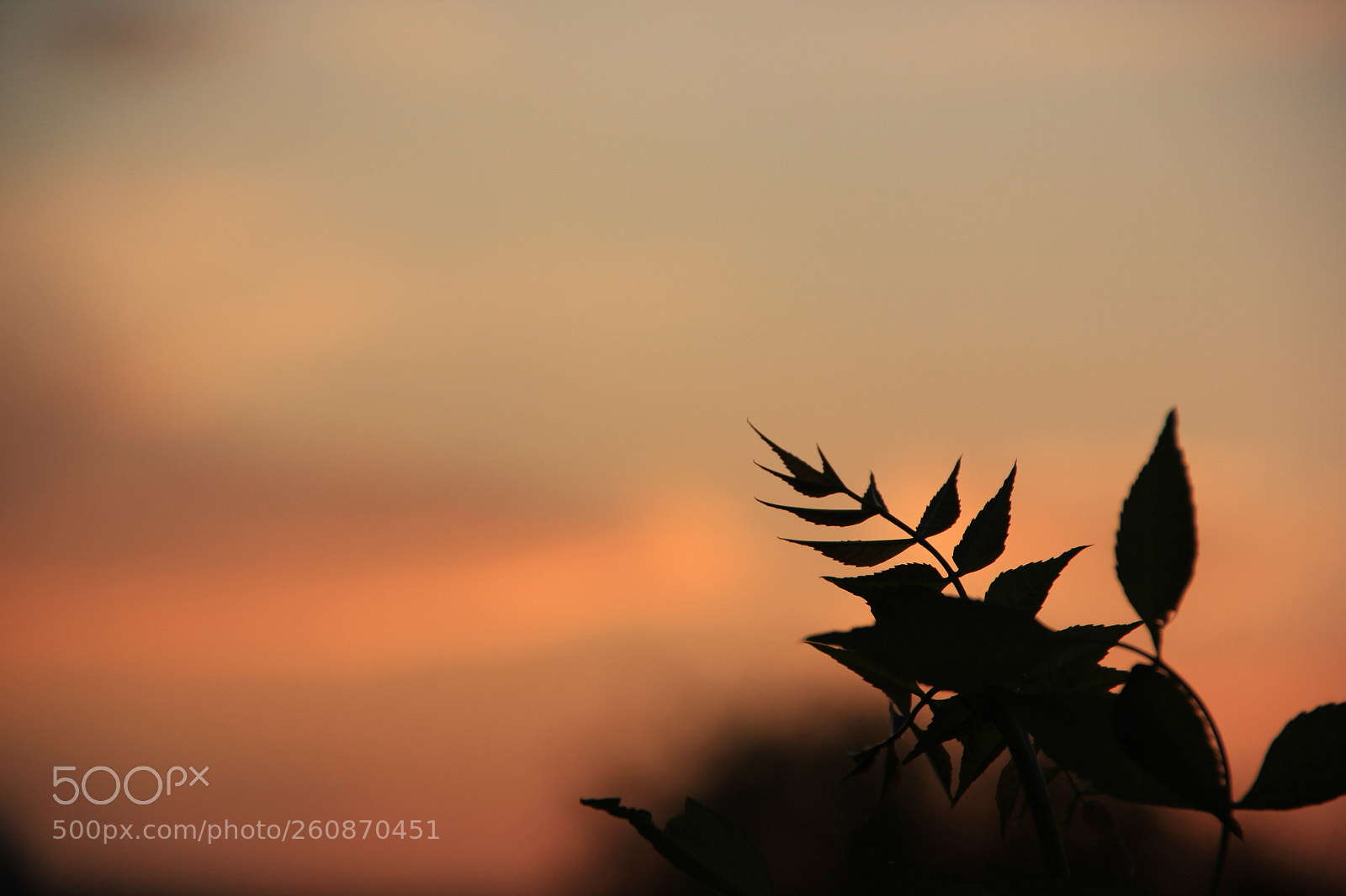 Canon EOS 550D (EOS Rebel T2i / EOS Kiss X4) sample photo. Sunset branch photography