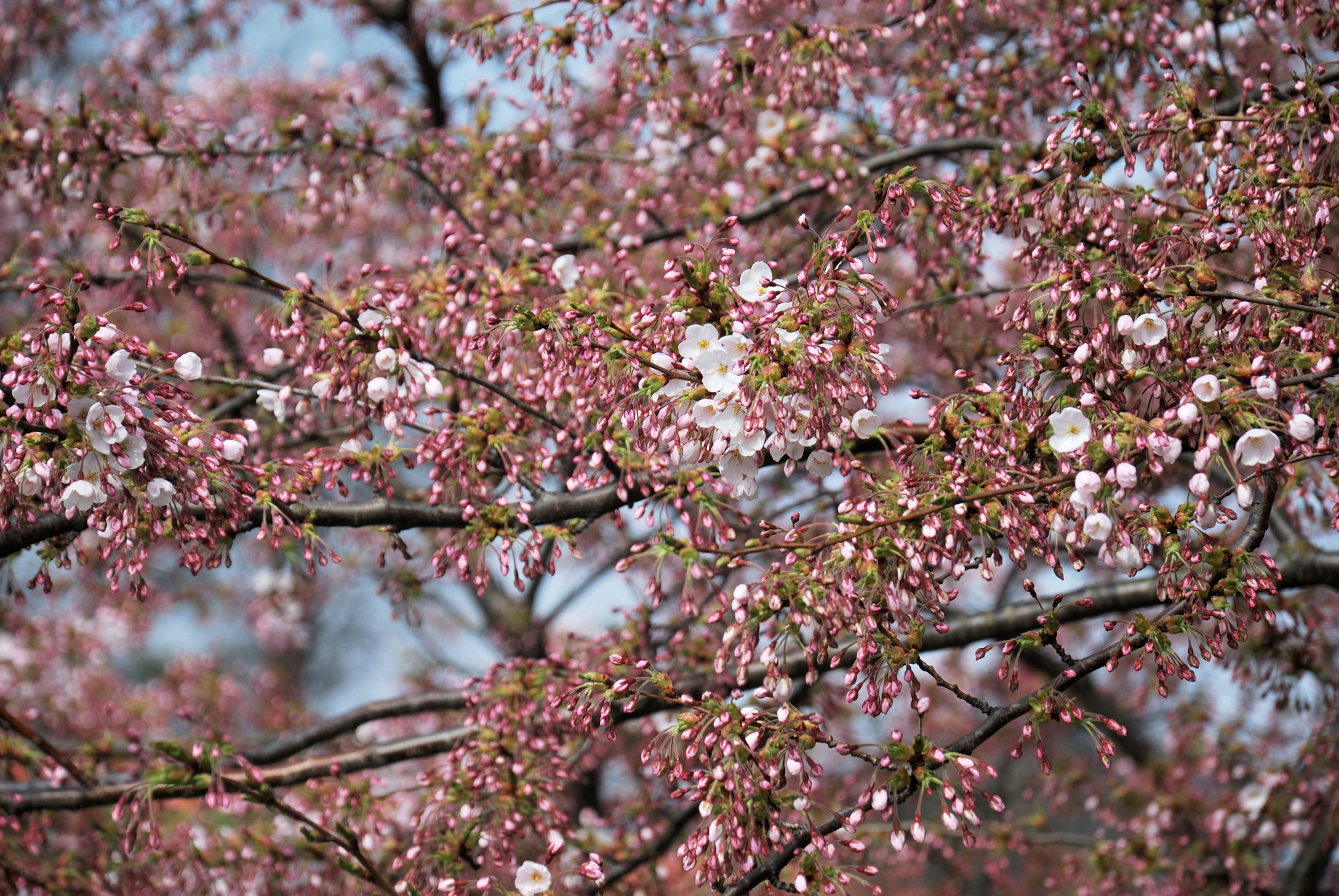 Nikon D60 + Nikon AF-S DX Nikkor 18-105mm F3.5-5.6G ED VR sample photo. Blooming spring in copenhagen photography