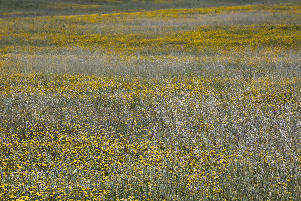 Canon EOS 5D Mark IV sample photo. Untitled photography