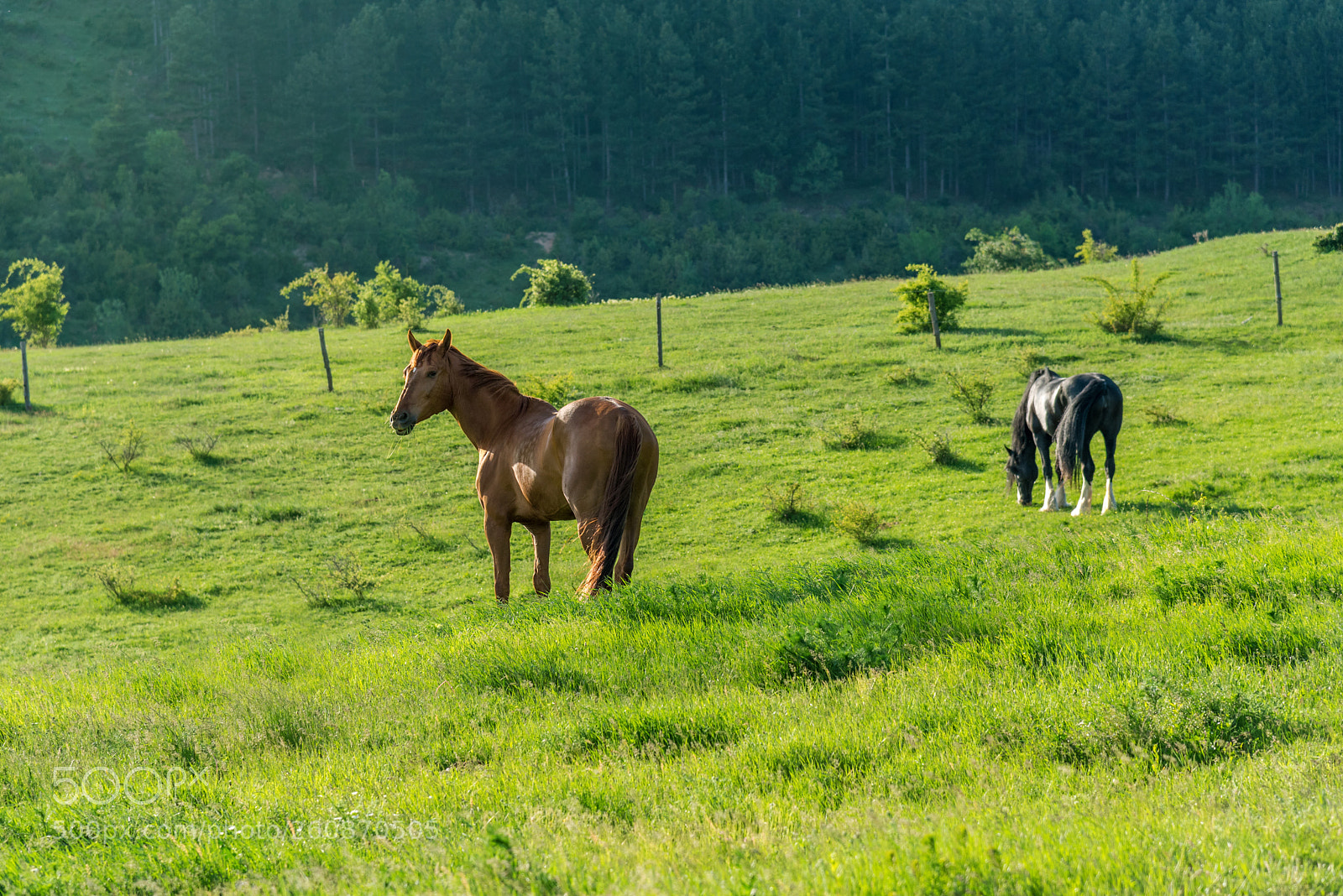 Nikon D750 sample photo. Horses on countryside on photography
