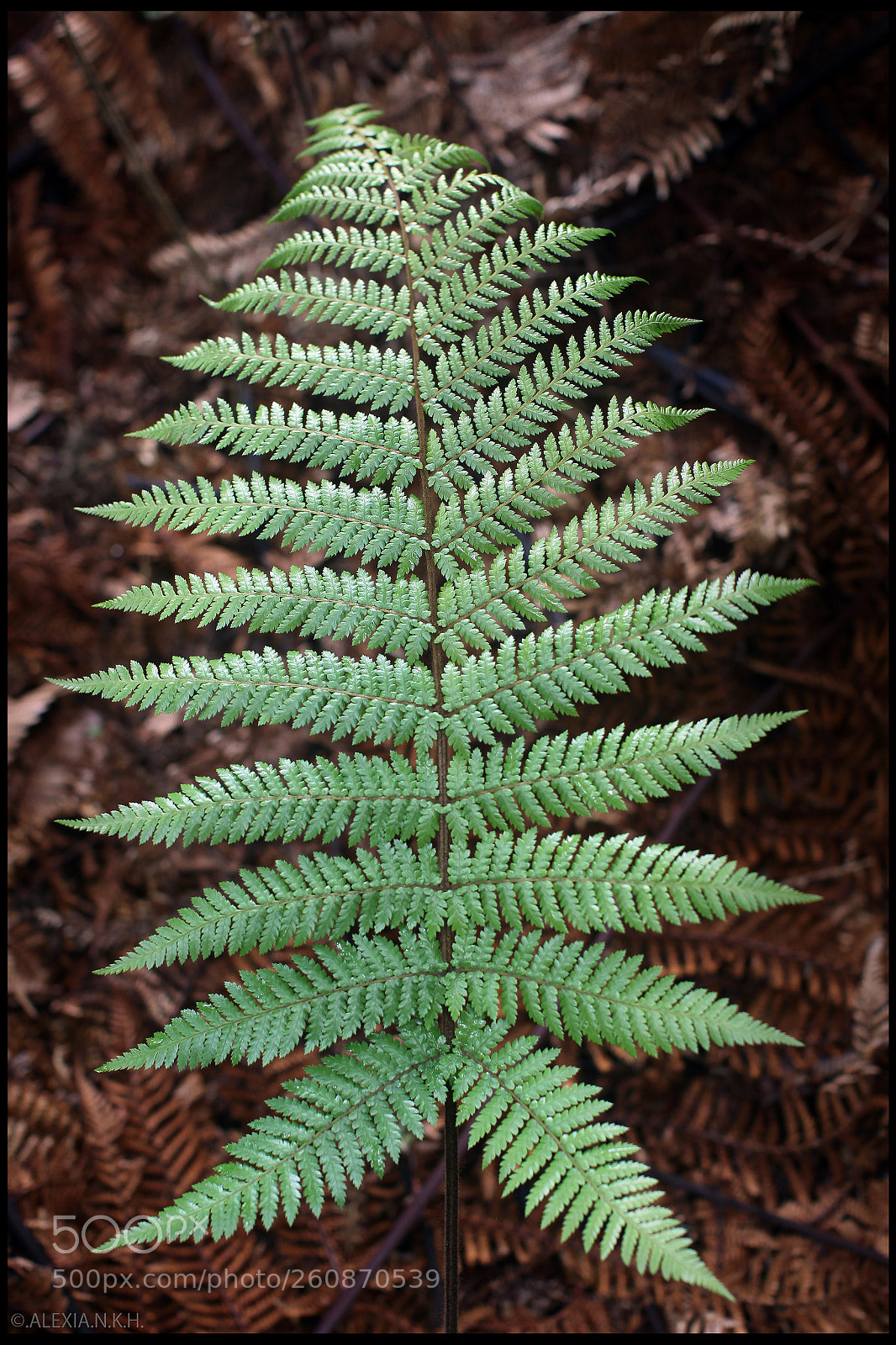 Canon EOS 5D Mark II sample photo. The fern photography