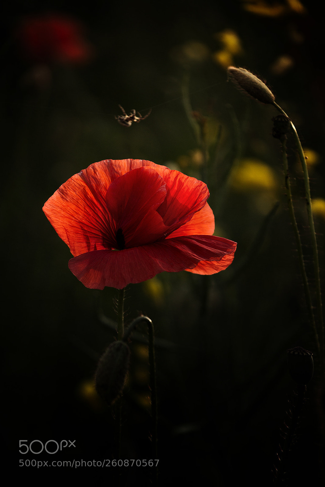 Canon EOS 60D sample photo. Versponnen photography