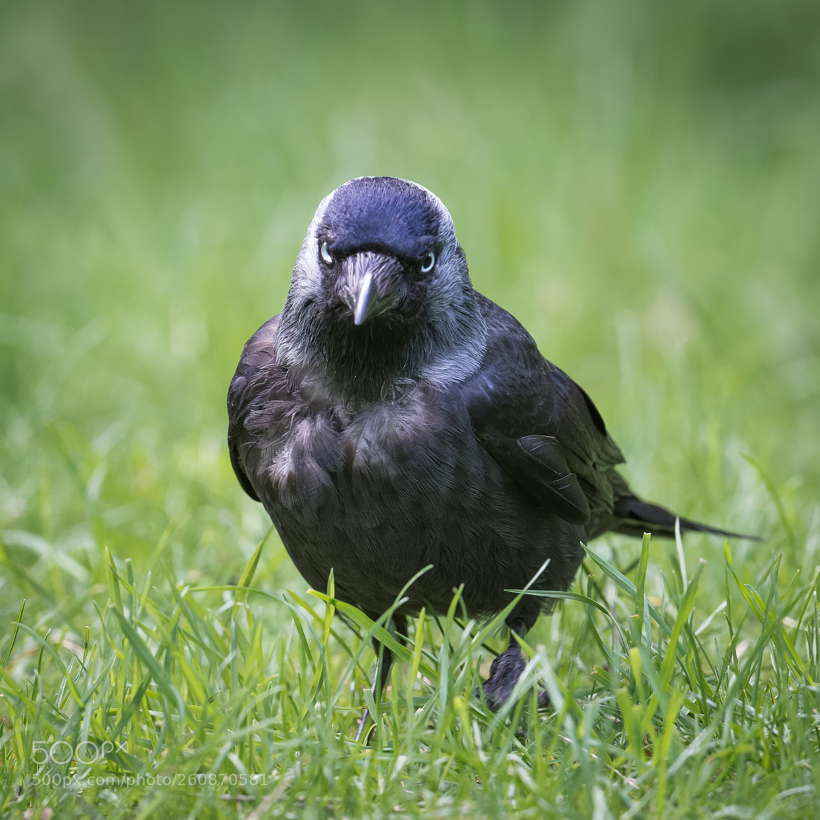 Nikon D800 sample photo. Eye contact photography