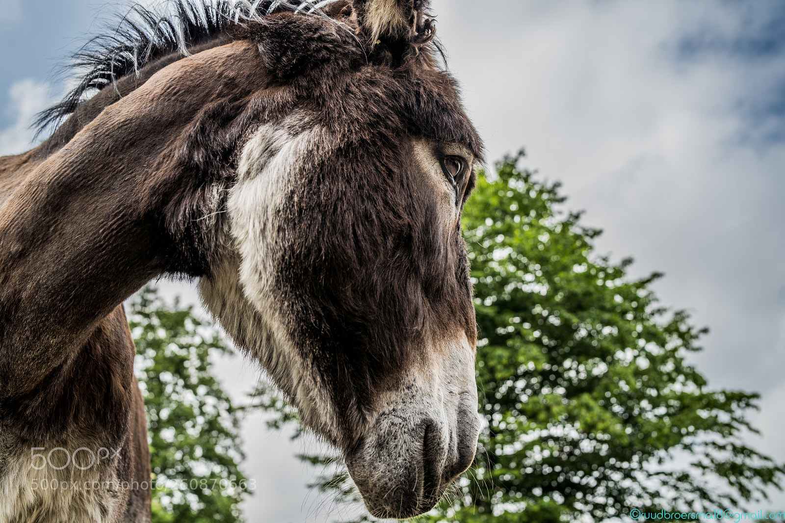 Sony a7 III sample photo. The friendly donkey encounter photography