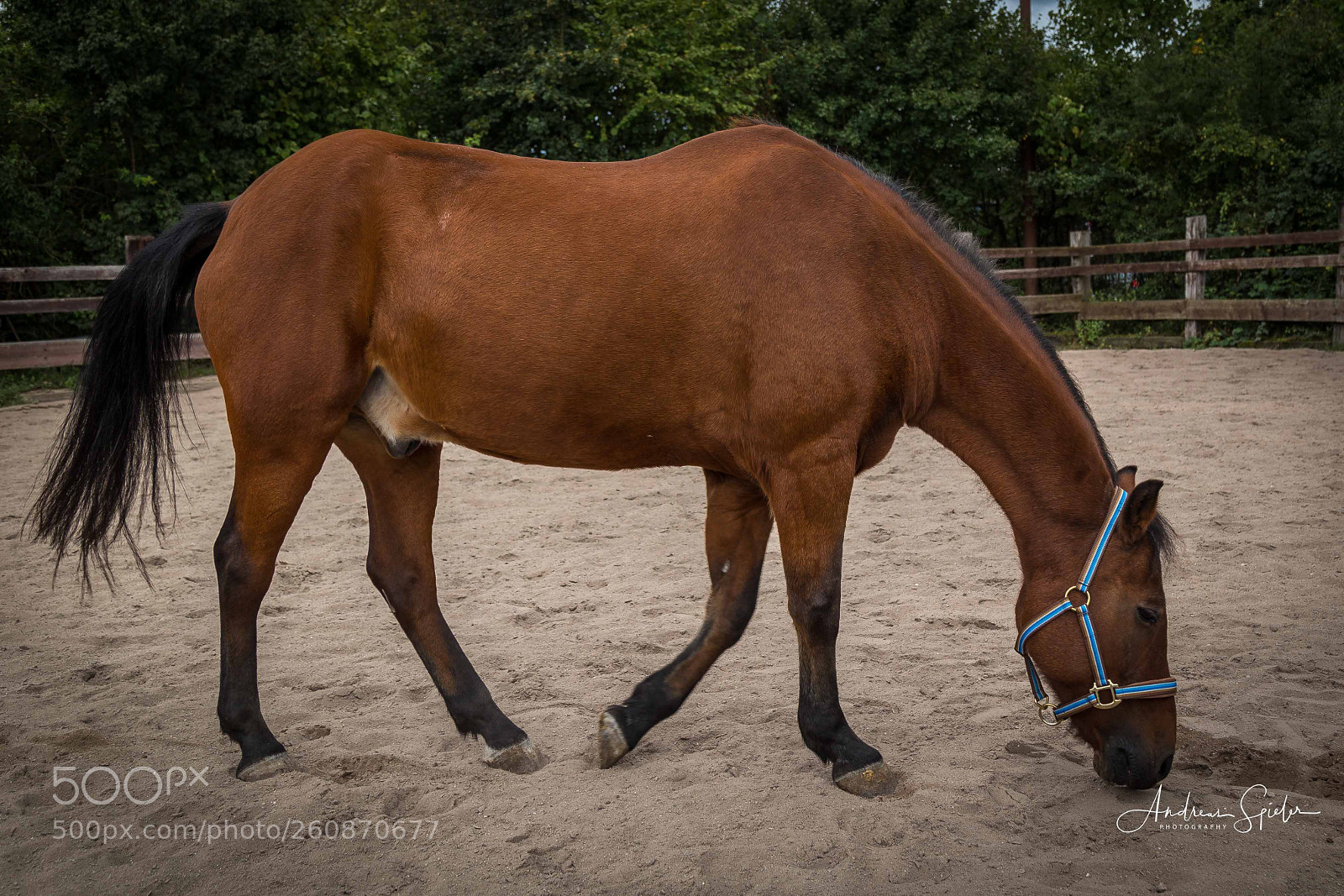 Canon EOS 6D sample photo. Img photography