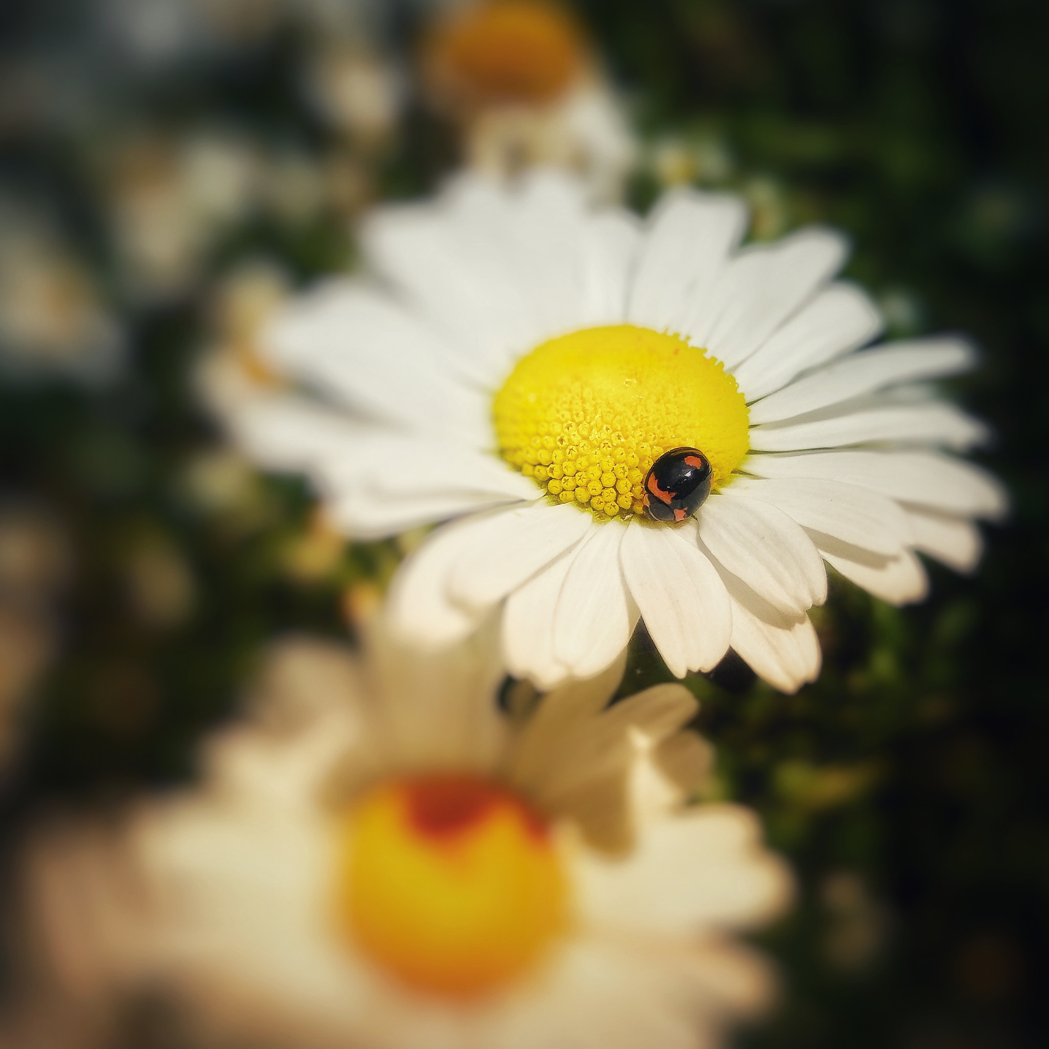 Xiaomi MI NOTE Pro sample photo. 附吸 photography