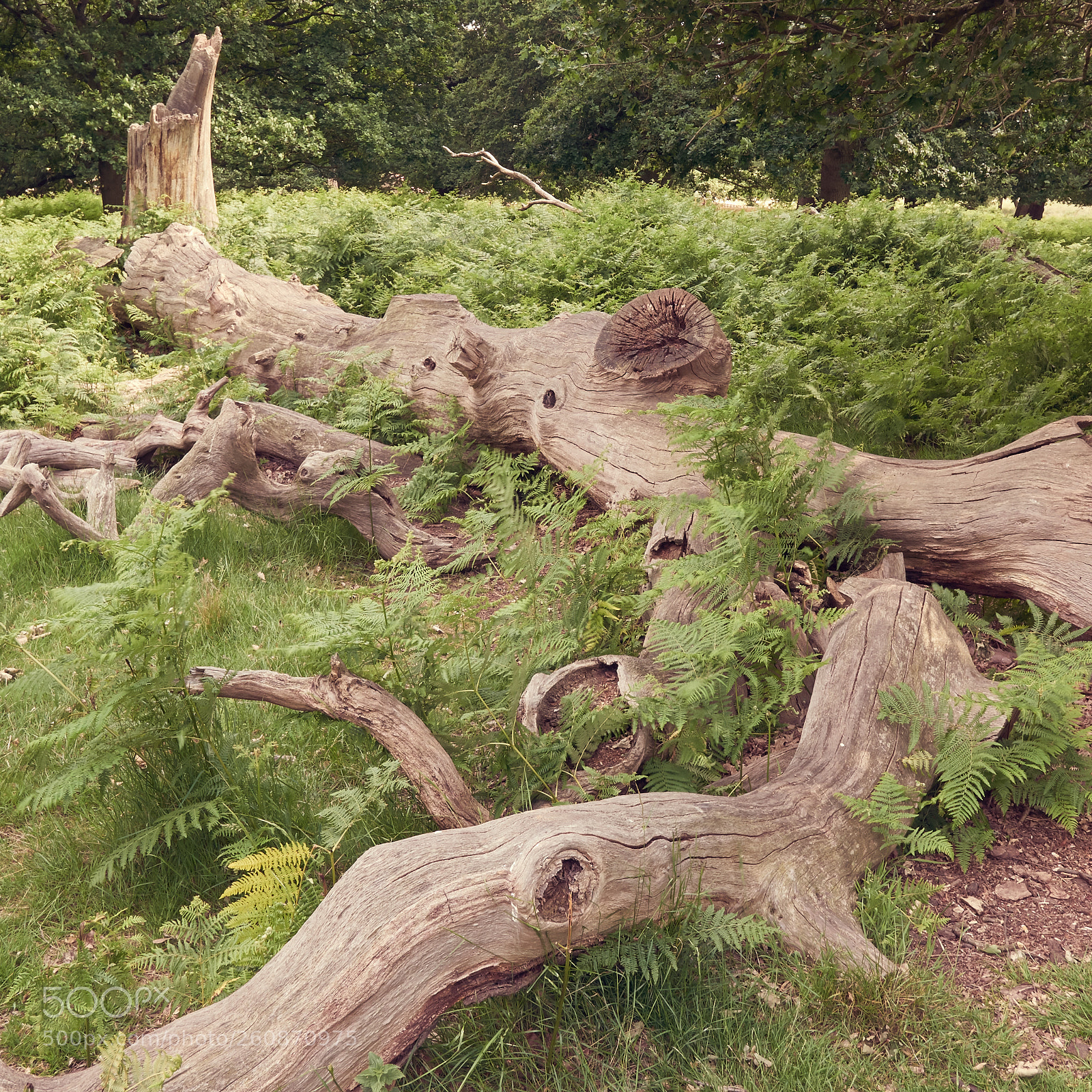 Panasonic Lumix DMC-LX100 sample photo. ### dead tree ### photography